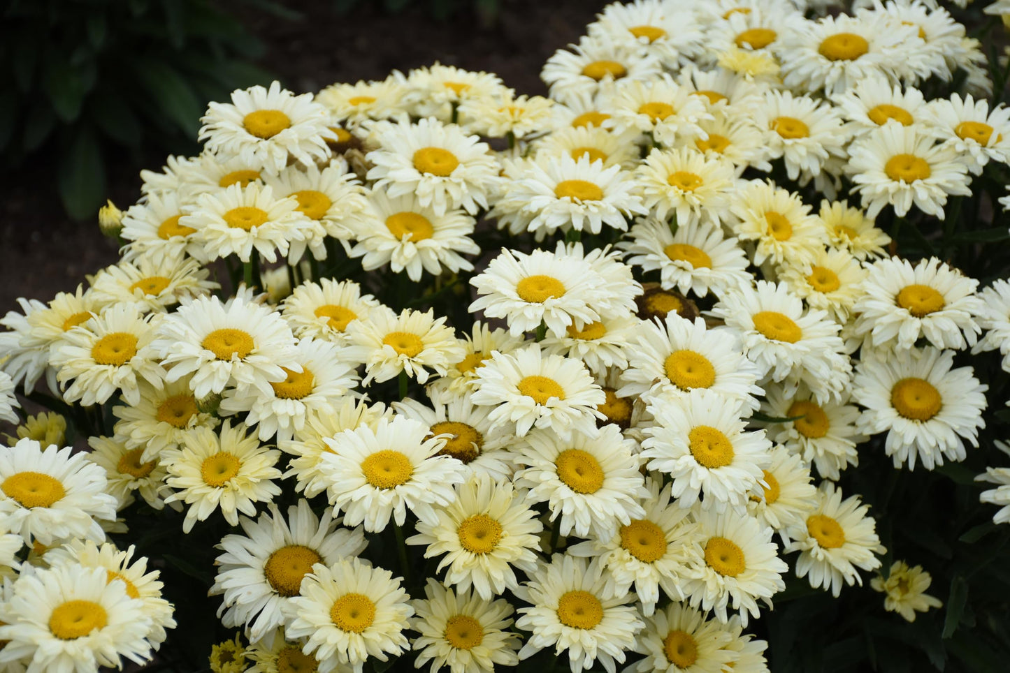 Live Plant from Green Promise Farms - Proven Winners, Leucanthemum Amazing Daisies 'Banana Cream II' Shasta Daisy, Yellow/White Flowers - #1 Gallon Size Container