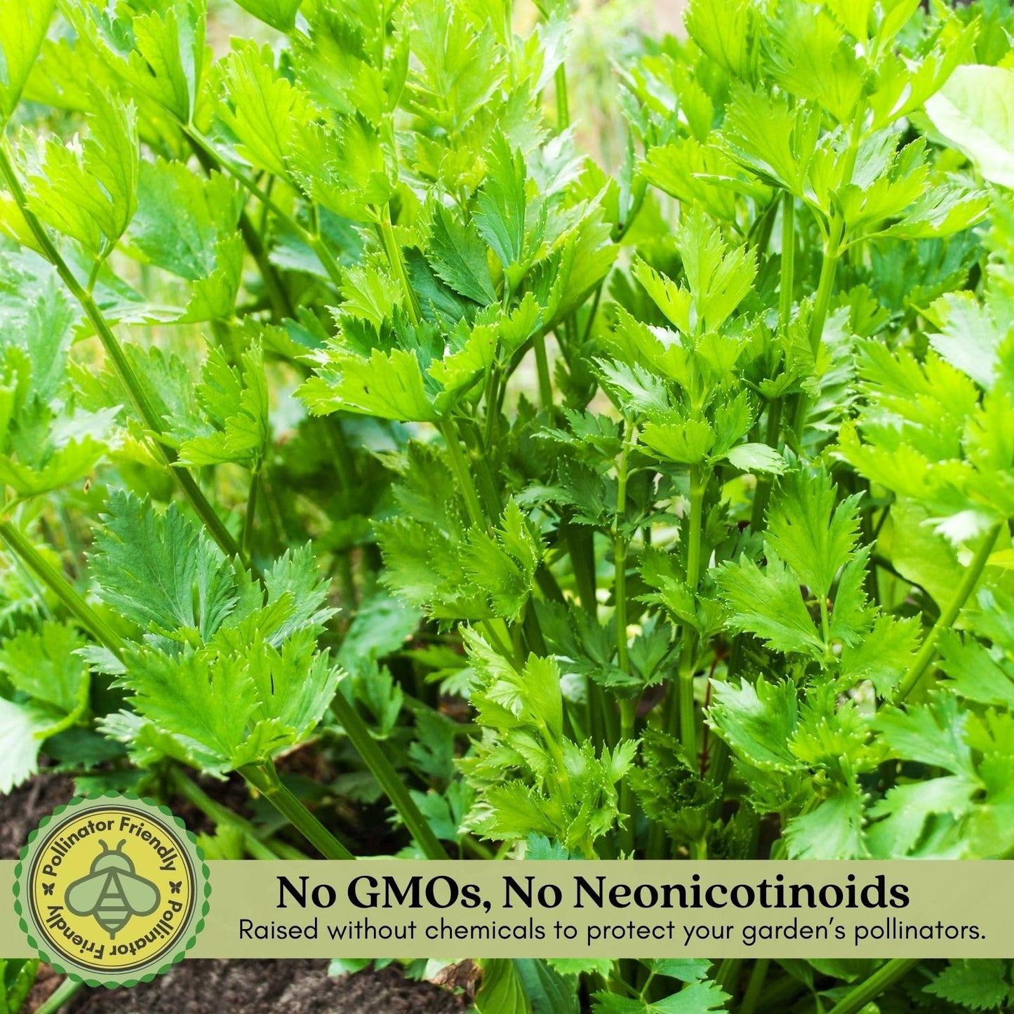 Clovers Garden Celery Tango Plants - Two (2) Live Plants – Non-GMO - Not Seeds - Each 4" to 8" Tall – in 4" Inch Pots - Heat Tolerant, High Yield, Fast Growing