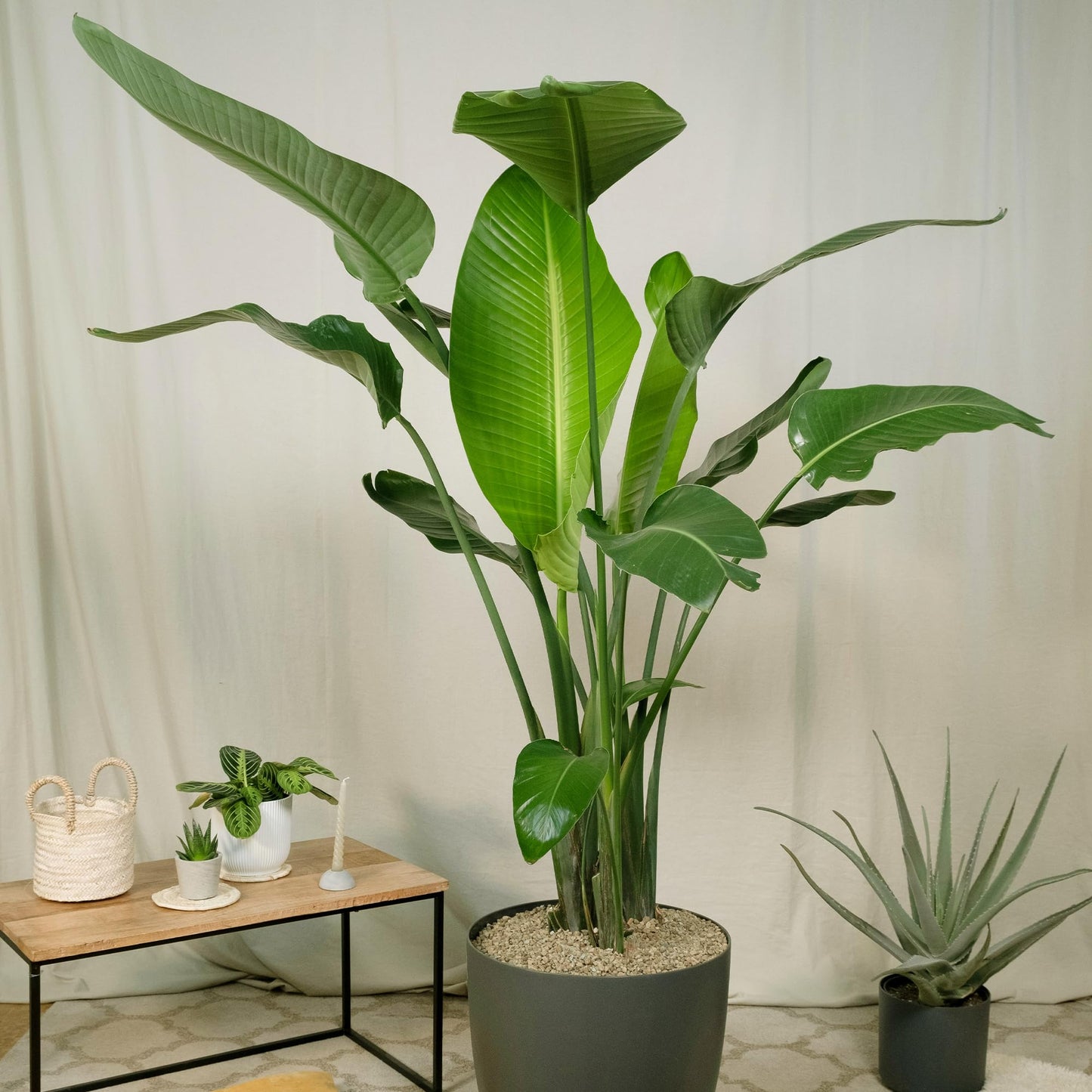 Live White Birds of Paradise Plant - 'White Birds of Paradise' Strelitzia nicolai - ragnaroc Tropical Plant 6-10” Tall - 1ct - Live Arrival Guaranteed - House Plants for Home Decor & Gift
