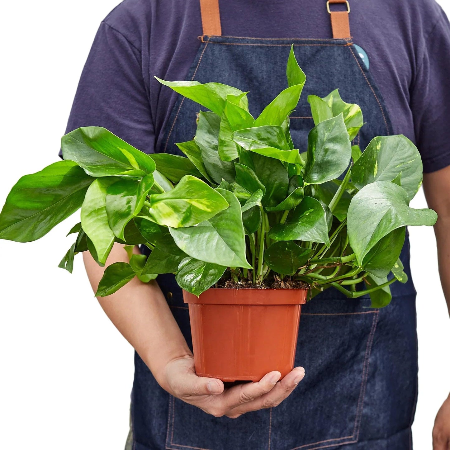 Pothos 'Golden' | Live Plant for Indoor & Outdoor | for Living Room, Office, Bathroom | (3" Pot)