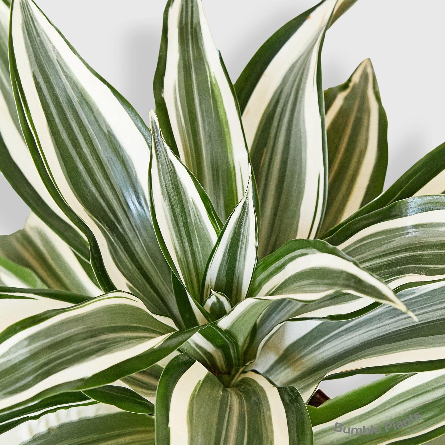 Dracaena 'Warneckii White Jewel'-4" Pot - Live Plant Easy Care, Low Maintenance for Home Decor - Air Purification Houseplant