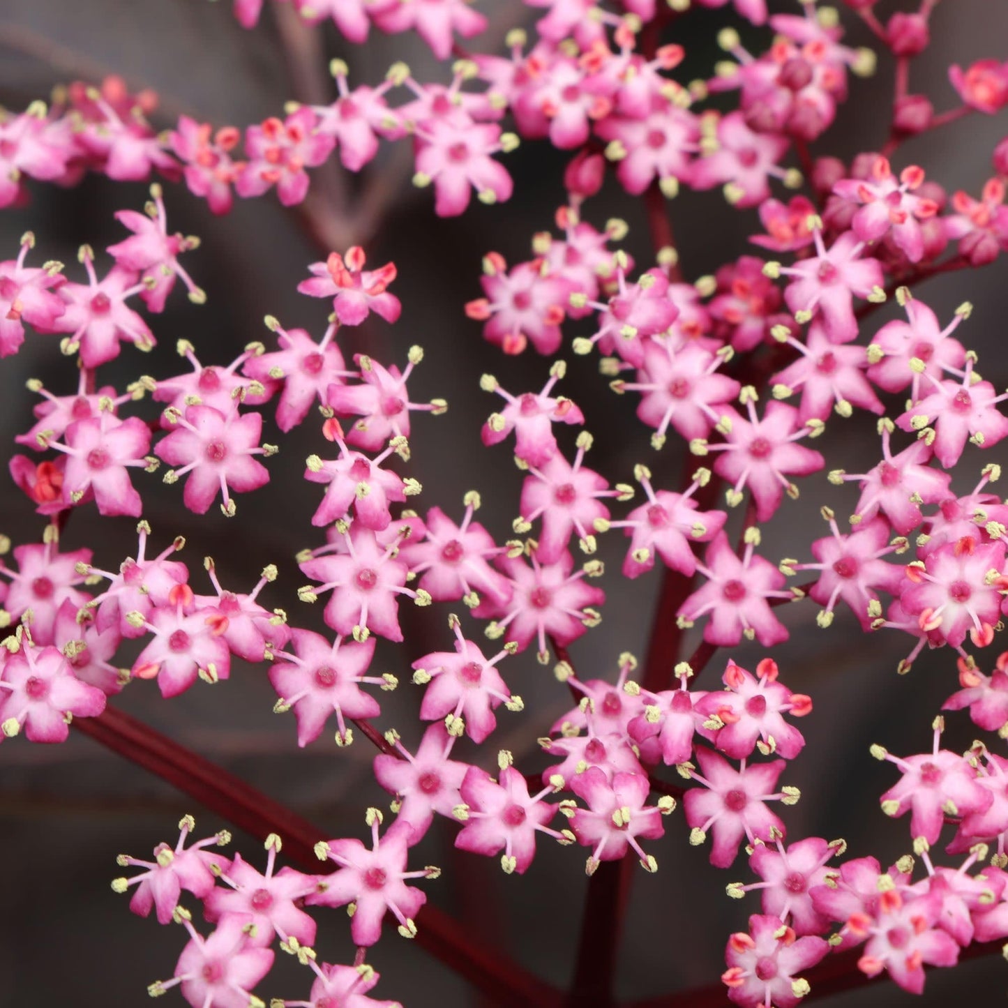 Proven Winners Pink Pony Elderberry (Sambucus nigra) Live Plant, 4.5" Qt