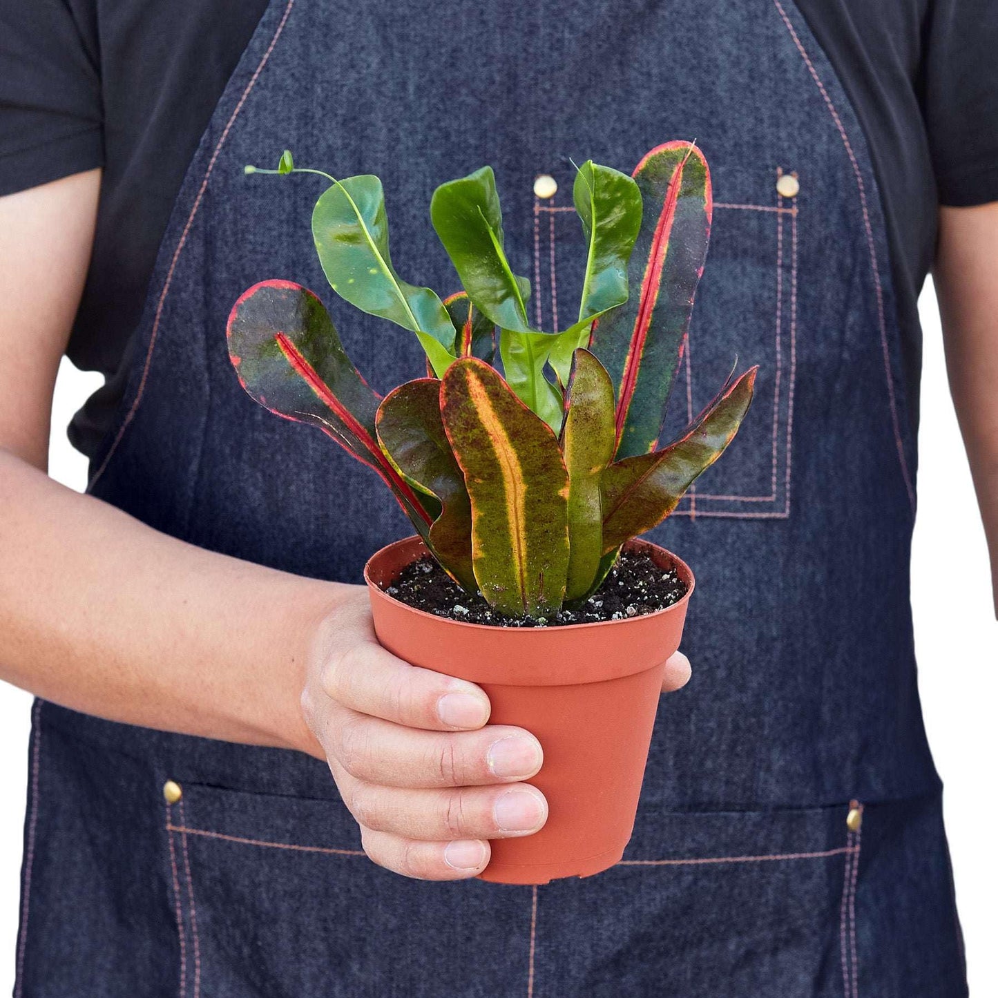 Croton Mammy Live Plant for Indoor | Different Houseplants in 4'' & 6'' Pot | Real House Plant for Living Room, Office, Desk & Bathroom | Codiaeum | Mammy