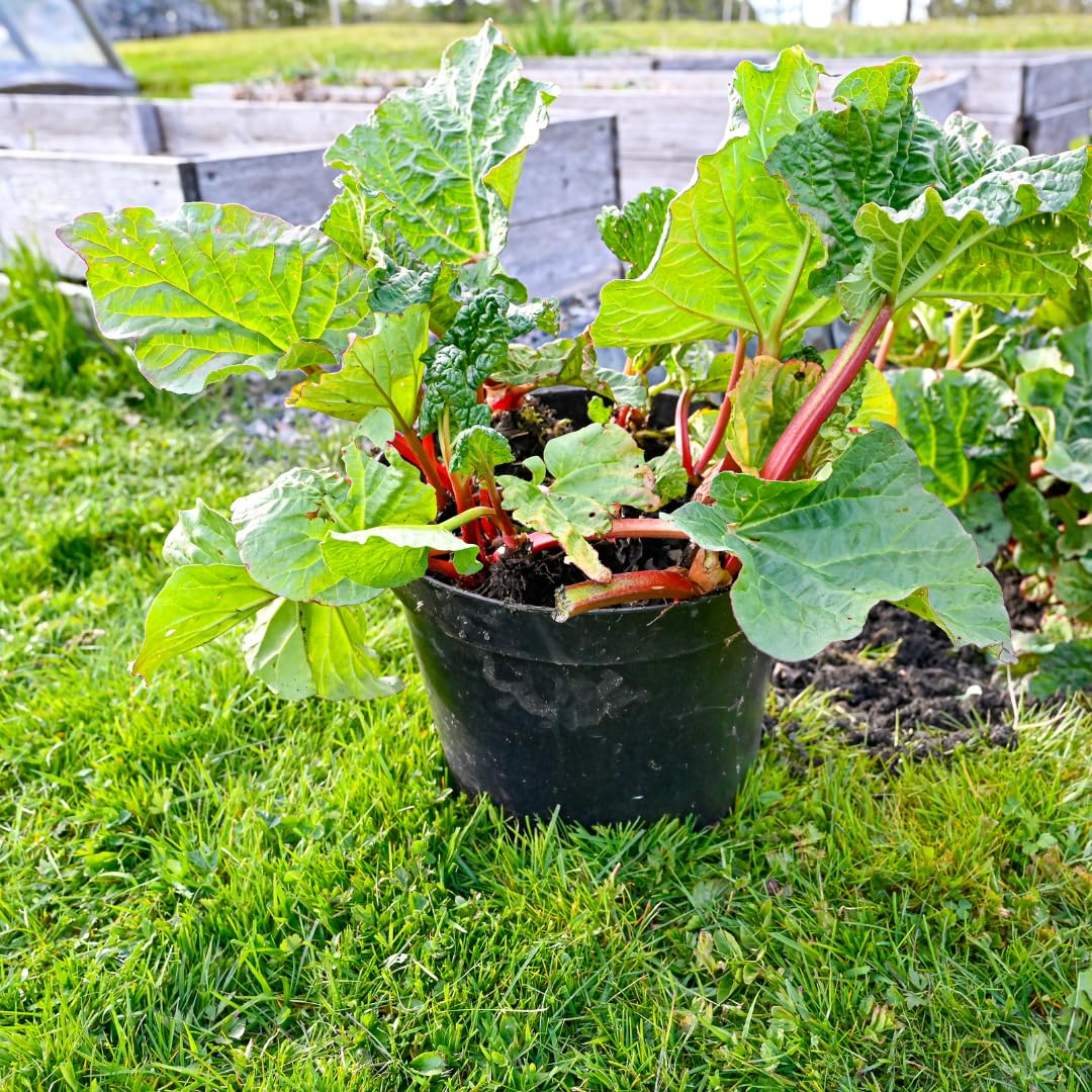 Large Rhubarb Plant Crown Division for Planting, Victoria Rhubarb Plant, Medium 4-6 Inch Root Starters, Low Maintenance Perennial for Landscapes and Pots