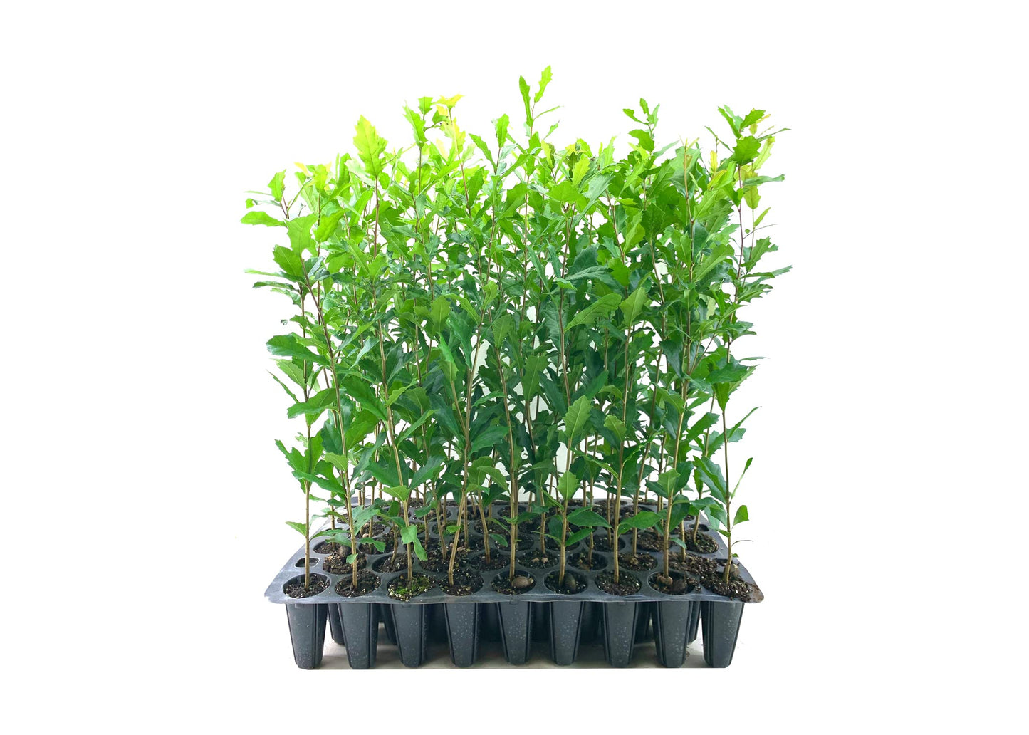 Southern Live Oak Tree | Quercus Virginiana | 10 Live Plants | Durable Picturesque Shade Tree | Dark Green Foliage