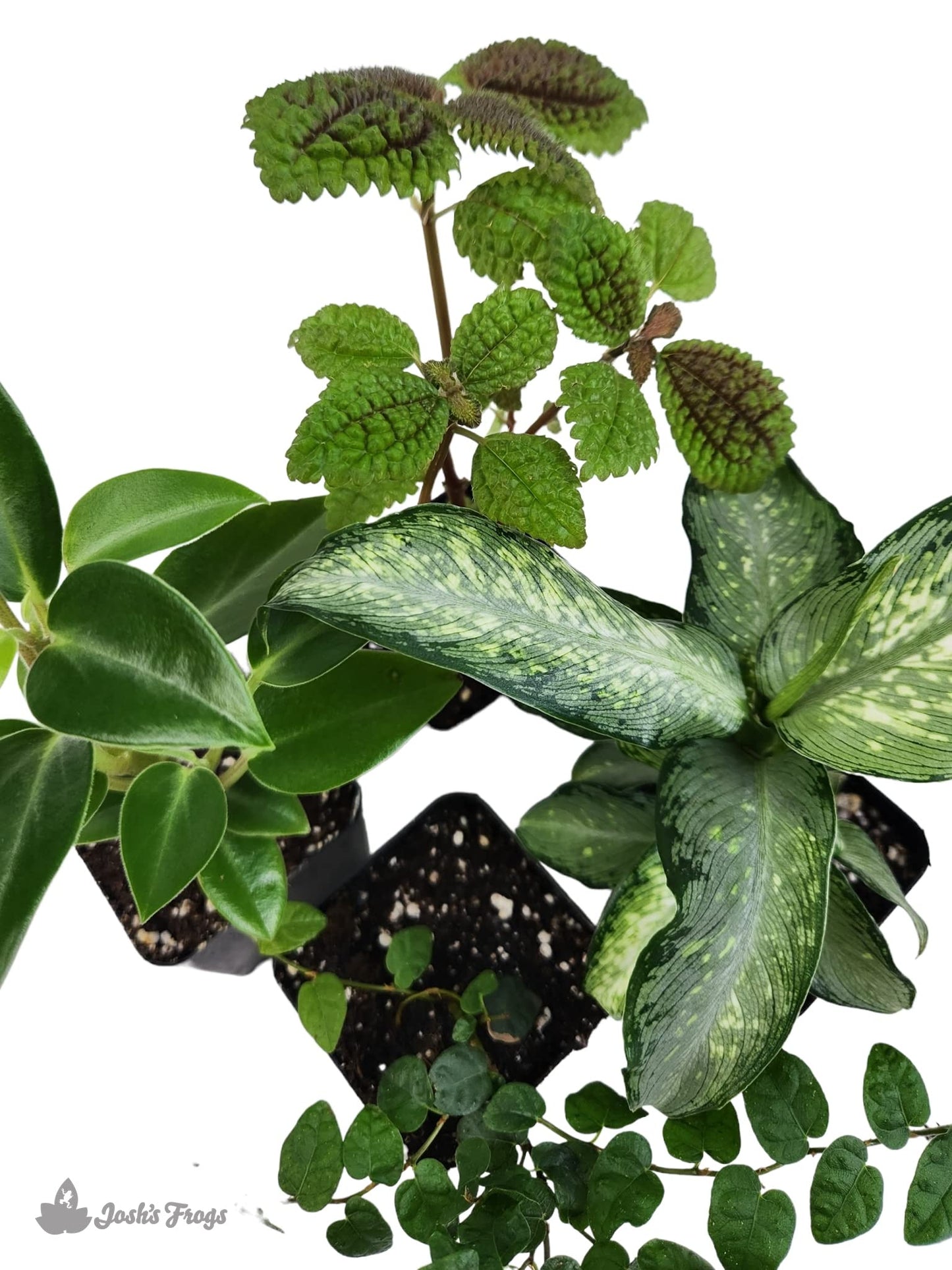 18x18x24 Day Gecko Vivarium Plant Kit