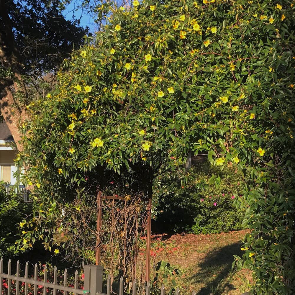 Carolina Jessamine (1 Gallon) Semi-Evergreen Blooming Vine with Yellow Flowers - Full Sun to Part Sun Live Outdoor Plant