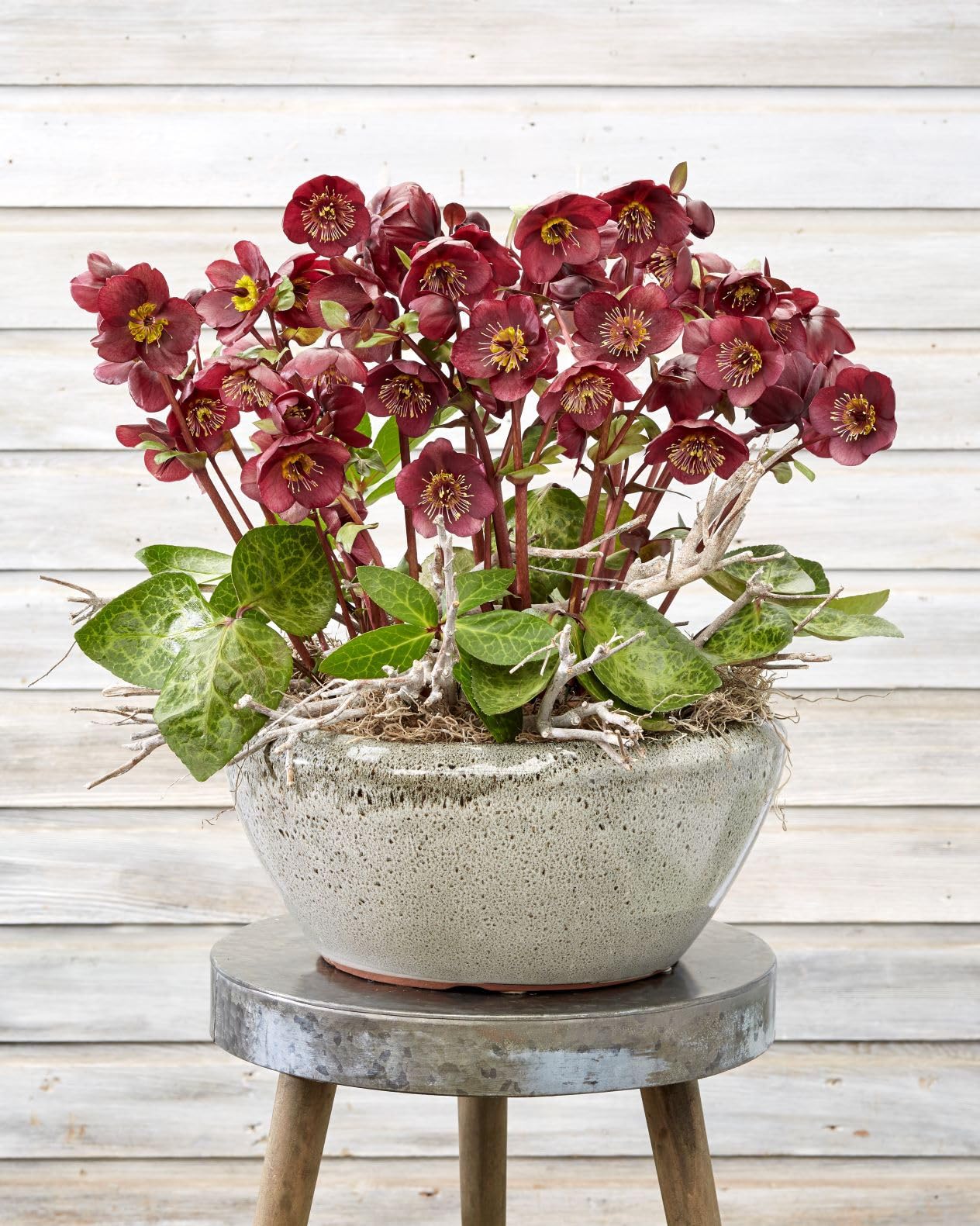 Perennial Farm Marketplace Helleborus Frostkiss® Vibey Velvet™ (Lenten Rose) Live Perennial, Size-#1 Container, Deep Red Winter to Early Spring Flowers with Marbled Evergreen Foliage, Deer Resistant