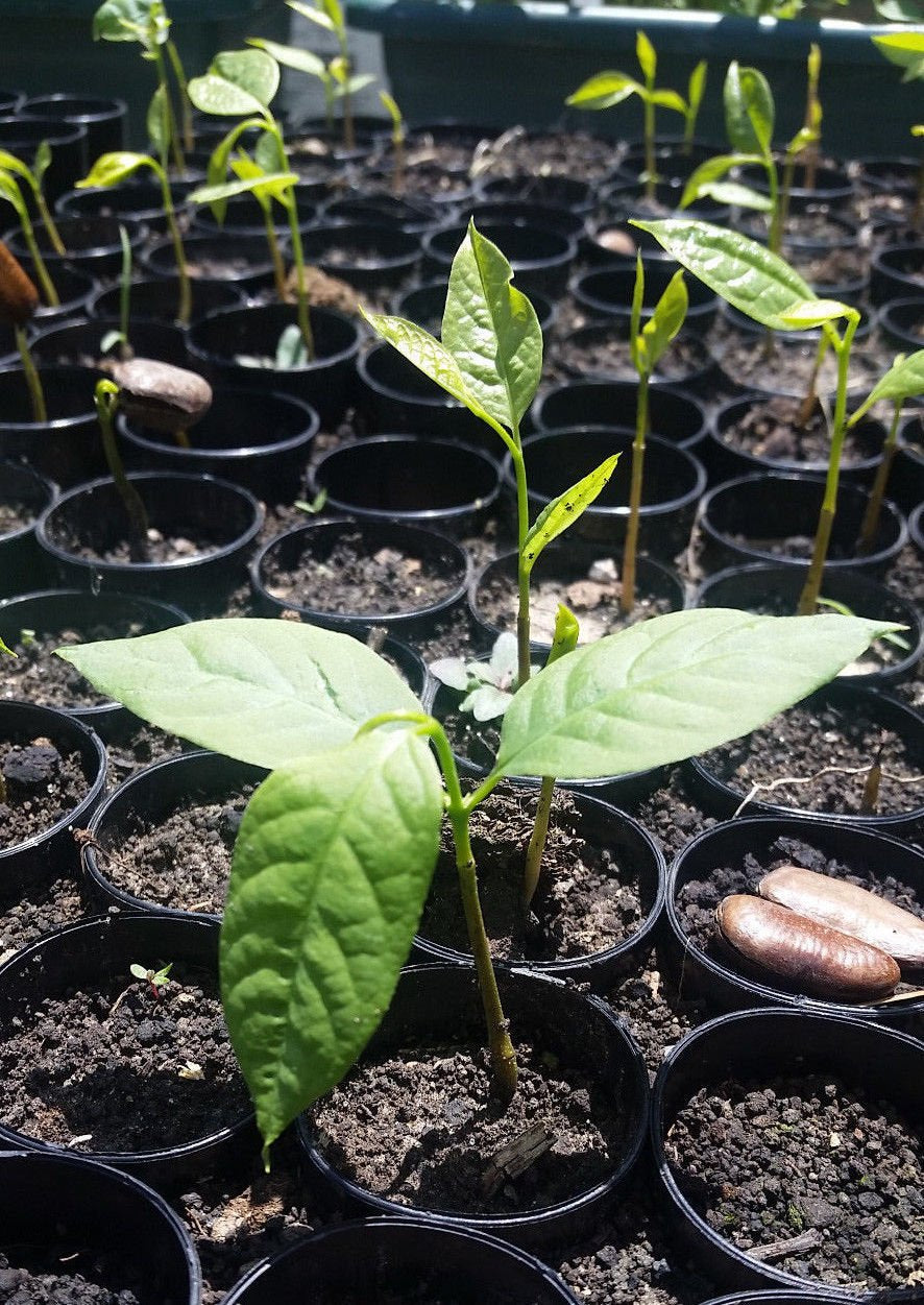 1 Paw Paw Tree Seedling Organic Asimina Triloba (5"-8" tall) LIVE PLANT