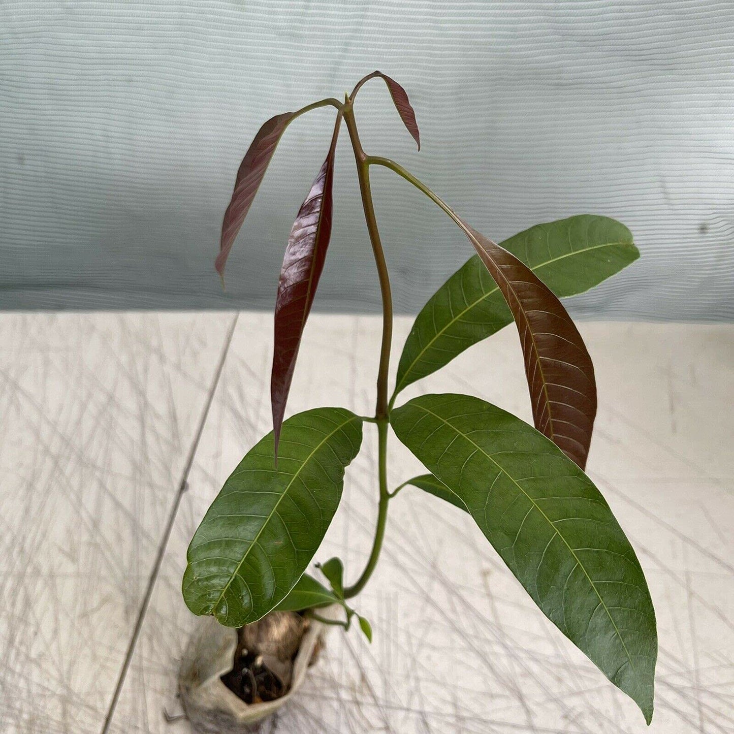 mango tropical fruit tree 12"-24" Palmer