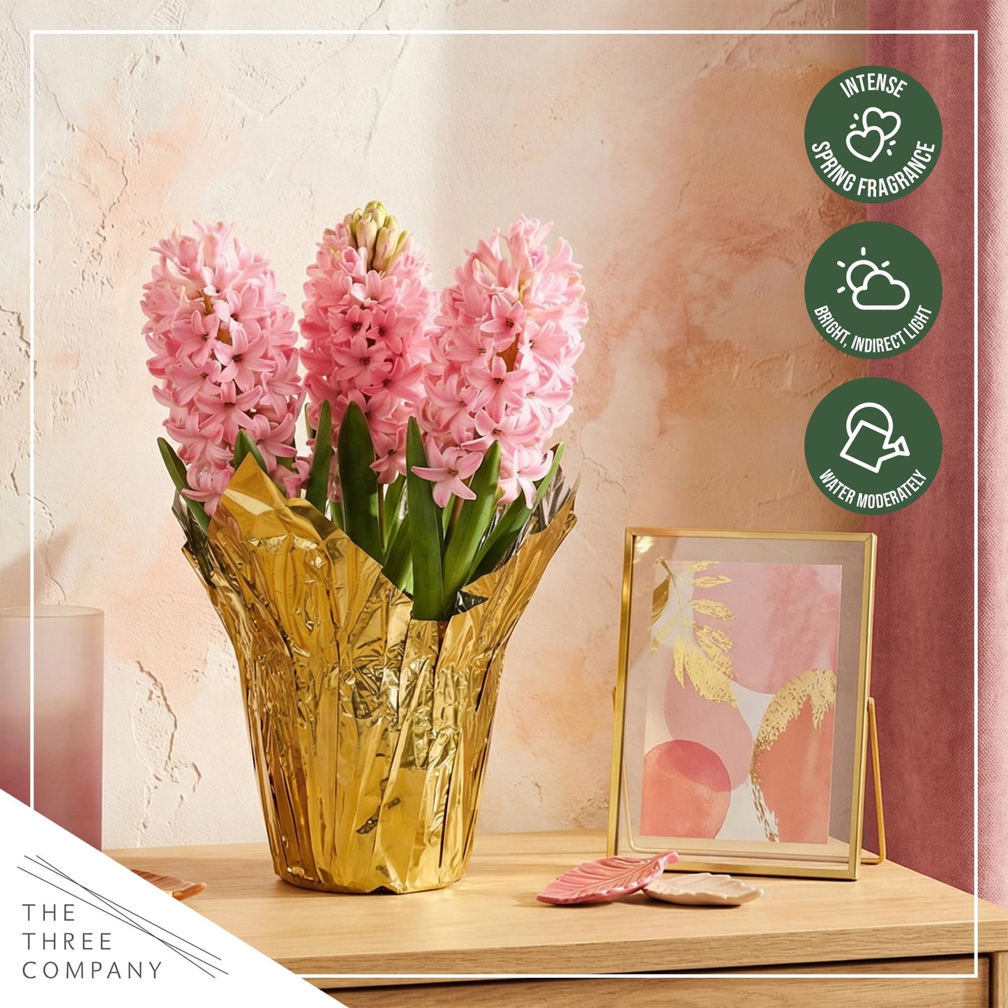 Live Flowering Hyacinth - Pink, Beautiful Spring Bulbs, Ships Dormant in 1.25 Quart Pot with Deco Cover, Blooms in 2-3 Weeks