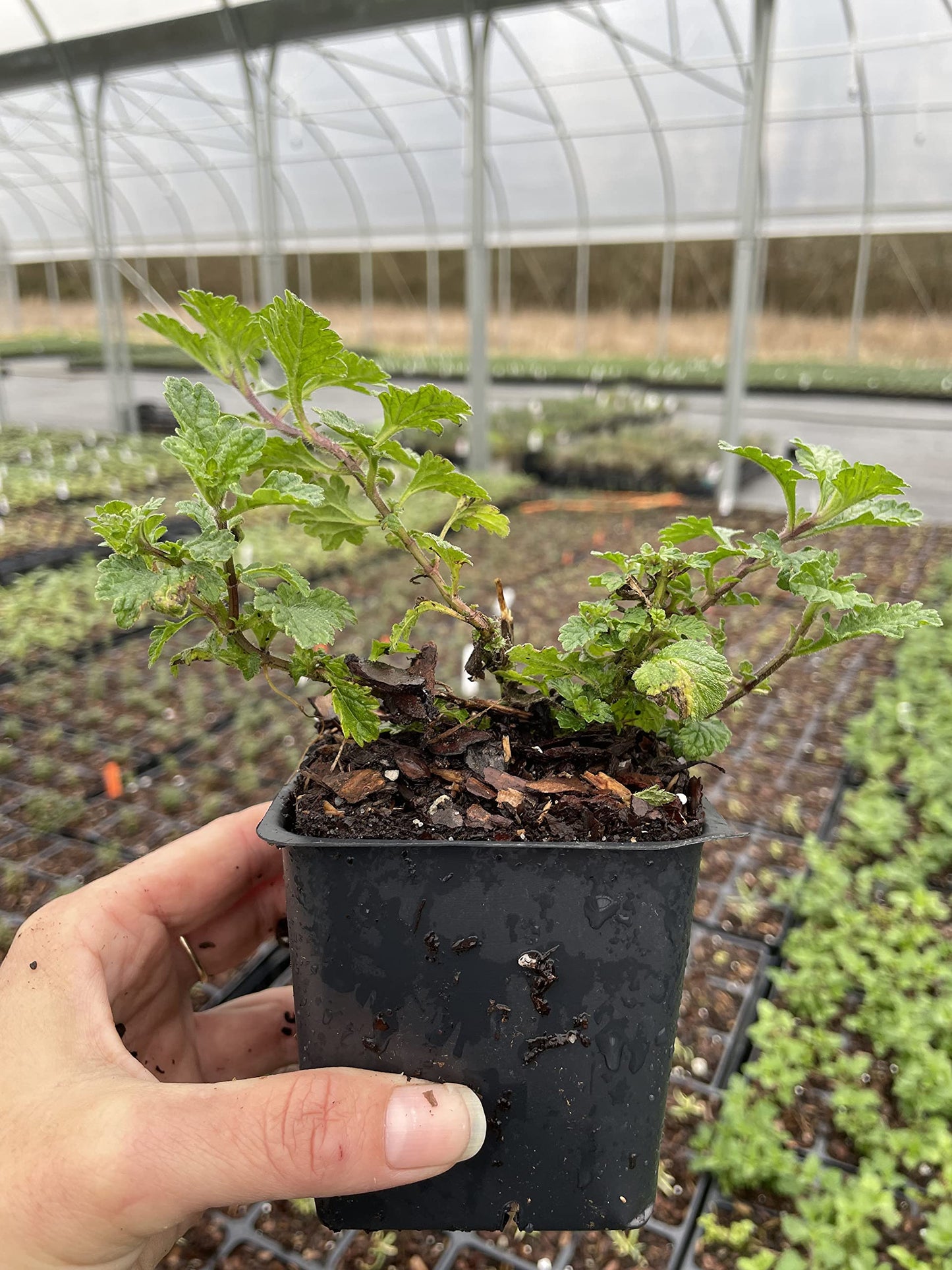 Homestead Purple Verbena Plant -Perennial Herb -Live Plant -4" Pot. Temp Sensitive. Order When Your Weather mild, not Too hot, not Too Cold (2)