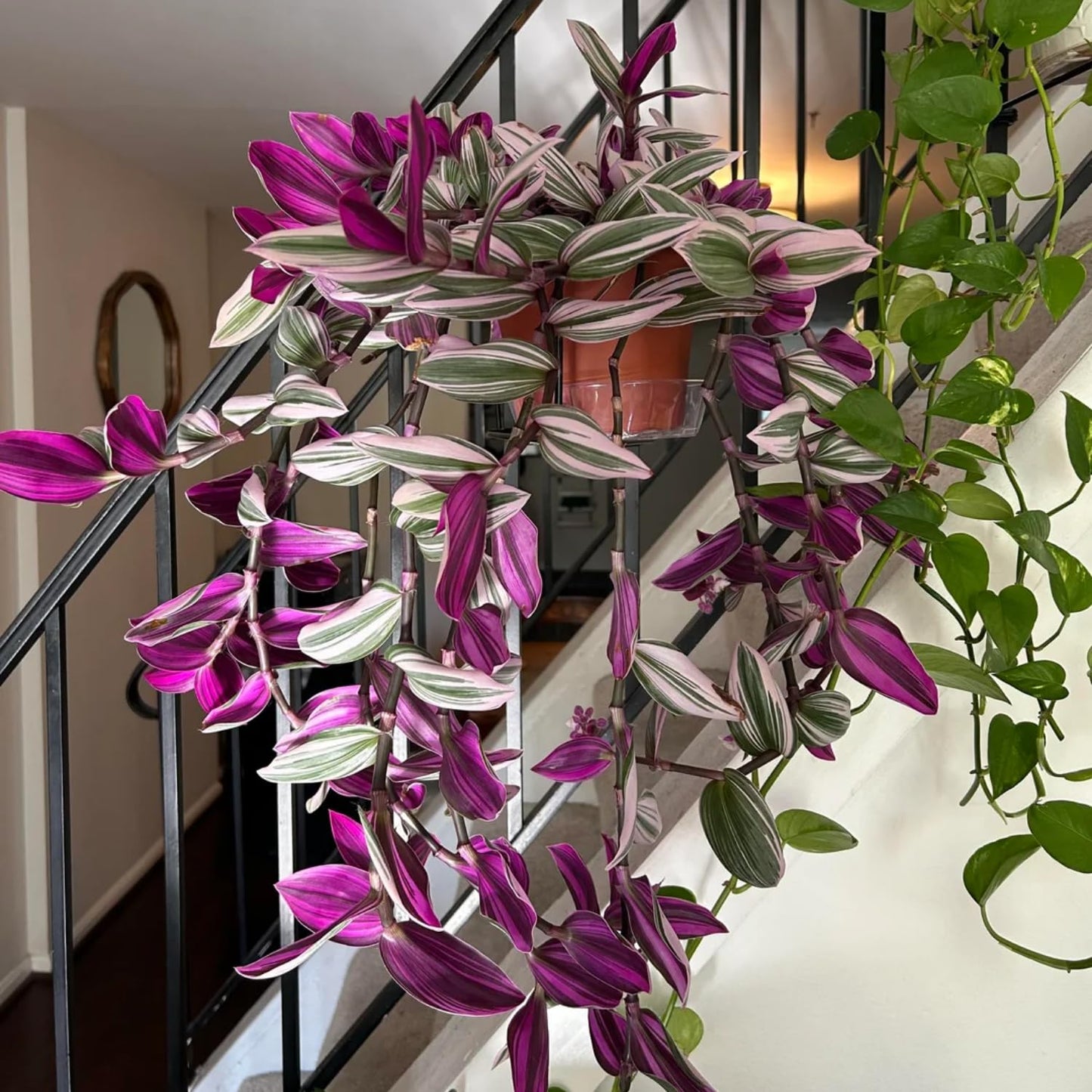 Pink Wandering Jew Live Plant, Pink Tradescantia Nanouk Variegated Wandering Jew Plant, Rare Nanouk Pink Wandering Jew Plant 2 Inch Pot, Pink Wandering Jew Plant Live Houseplants Indoor