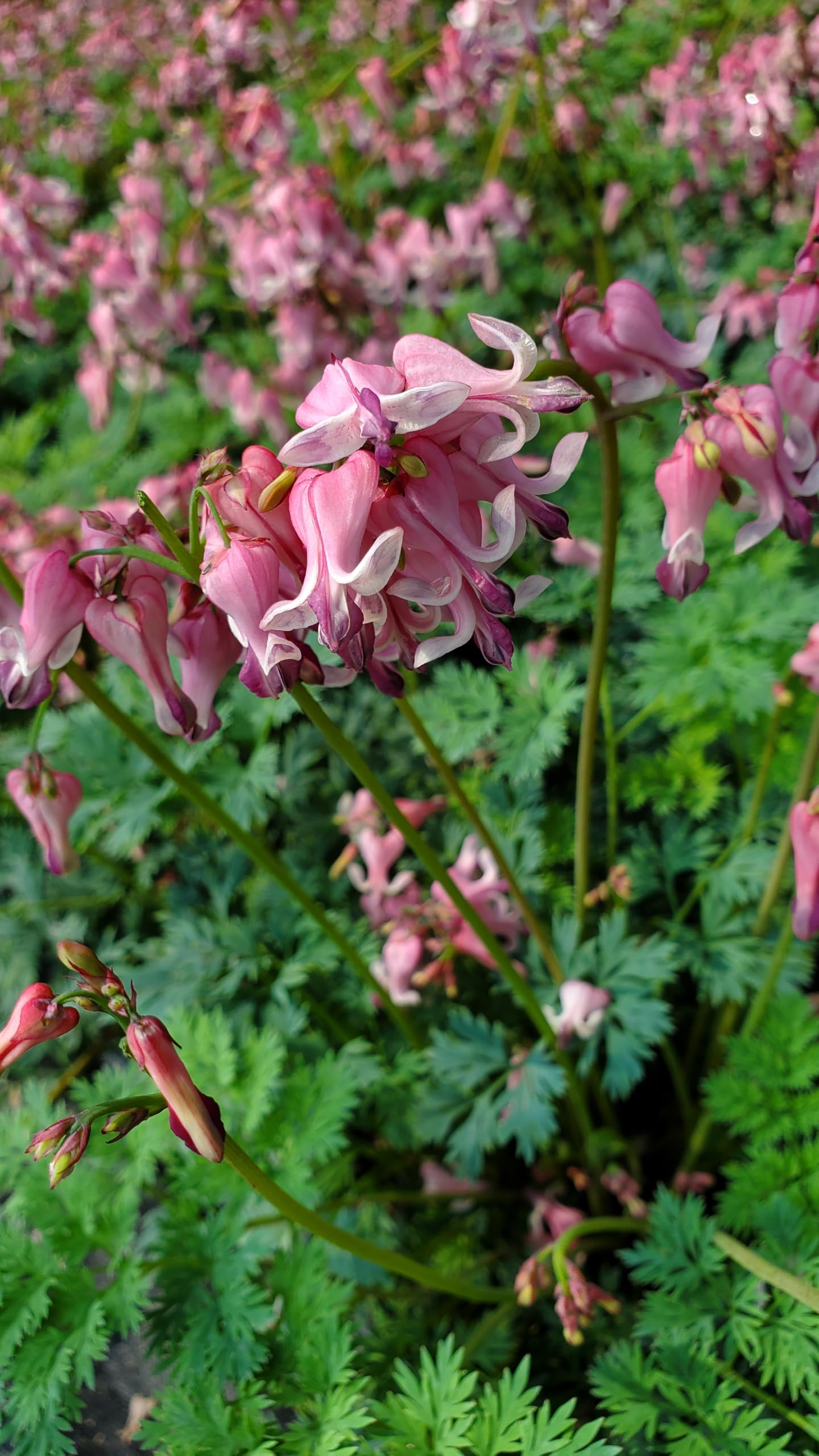 Live Plant from Green Promise Farms - Proven Winners, Dicentra x 'Pink Diamonds' Fern leaved Bleeding Heart, Pink Flowers - #1 Gallon Size Container