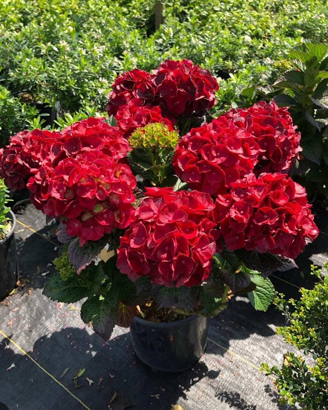 Live Plant - Hydrangea Well Rooted Starter Plant Blood Red Blooms!