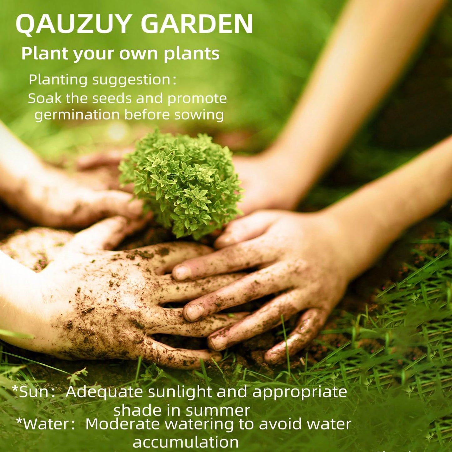 QAUZUY GARDEN 15 Golden Shower Seeds, Purging Cassia, Indian Laburnum, Pudding-Pipe Tree, Gold Rush Yellow Cassia Fistula Flower - Attract Pollinators - Showy Tree Accent