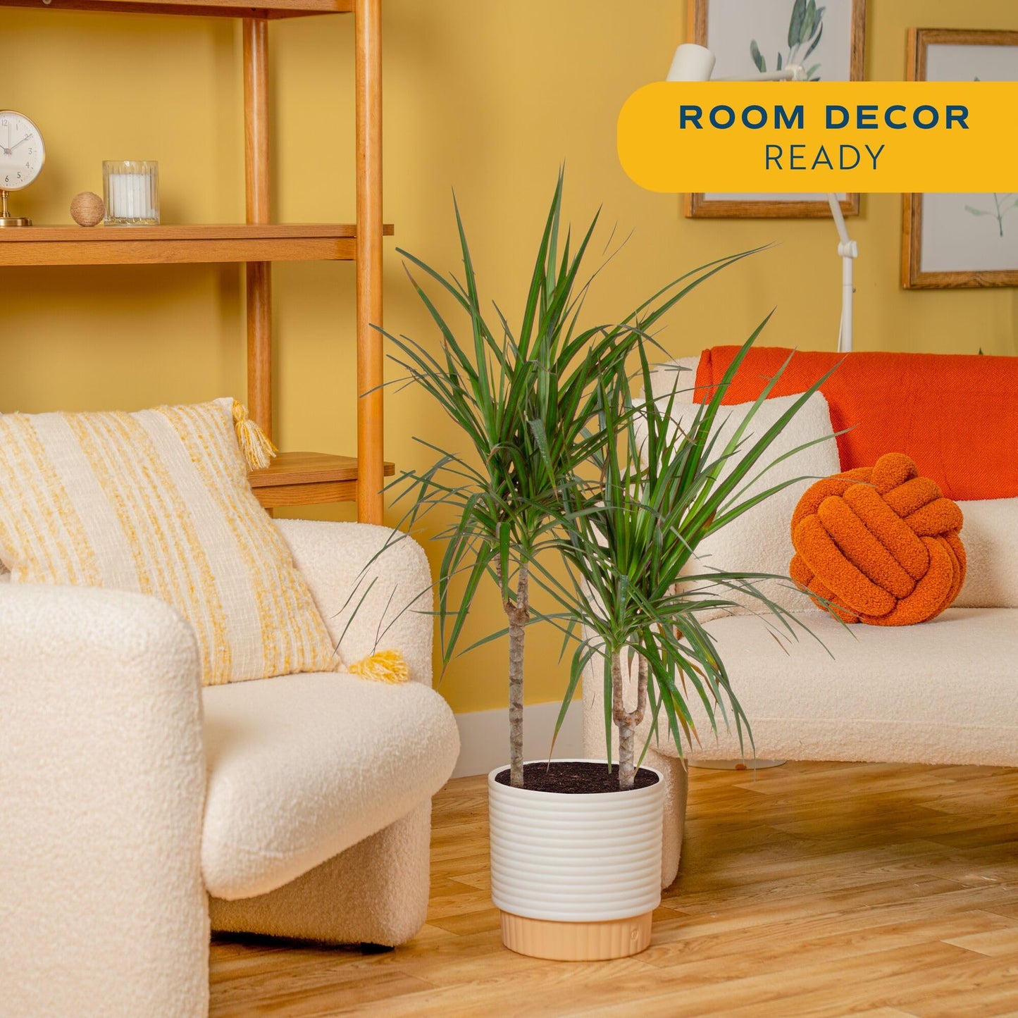 Costa Farms Dracaena Marginata Magenta Madagascar Dragon Tree, Live Indoor Plant, Easy to Grow Houseplant Potted in Decor Planter Pot, Living Room Home and Office Decor, 3-4 Feet Tall