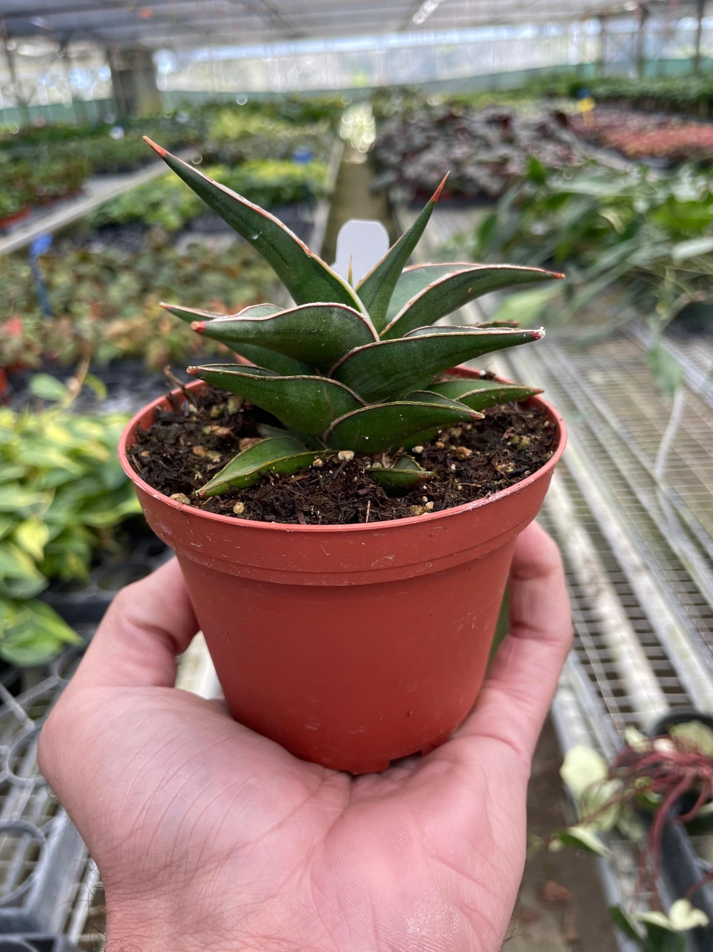 Snake 'Lavranos' | Live Plant for Indoor & Outdoor | for Living Room, Office, Bathroom | (4" Pot)