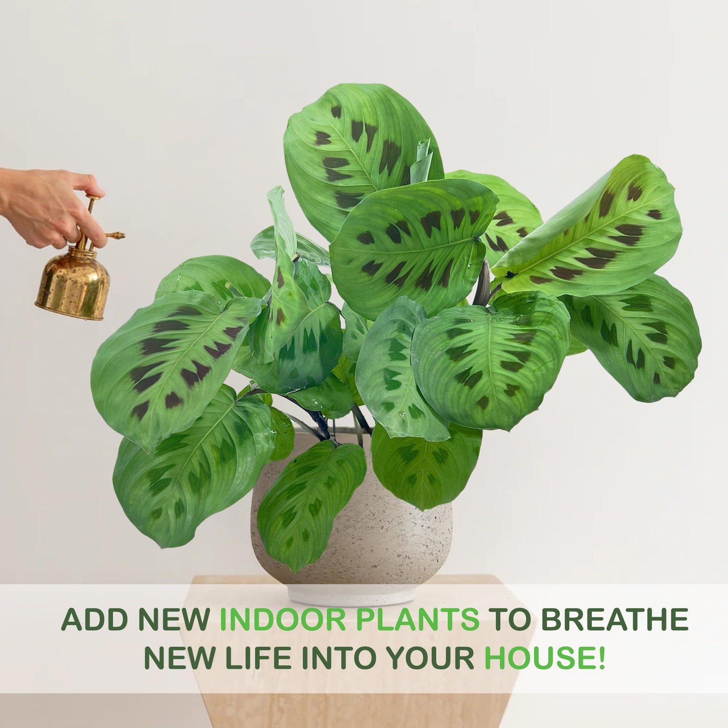 LEAL PLANTS ECUADOR Calathea Maranta (Pack of 2) Fascinating Leaf Movement, Easy Care Tropical Houseplant, Air-Purifying, Ideal for Home & Office Decor, Unique Living Plant Gift