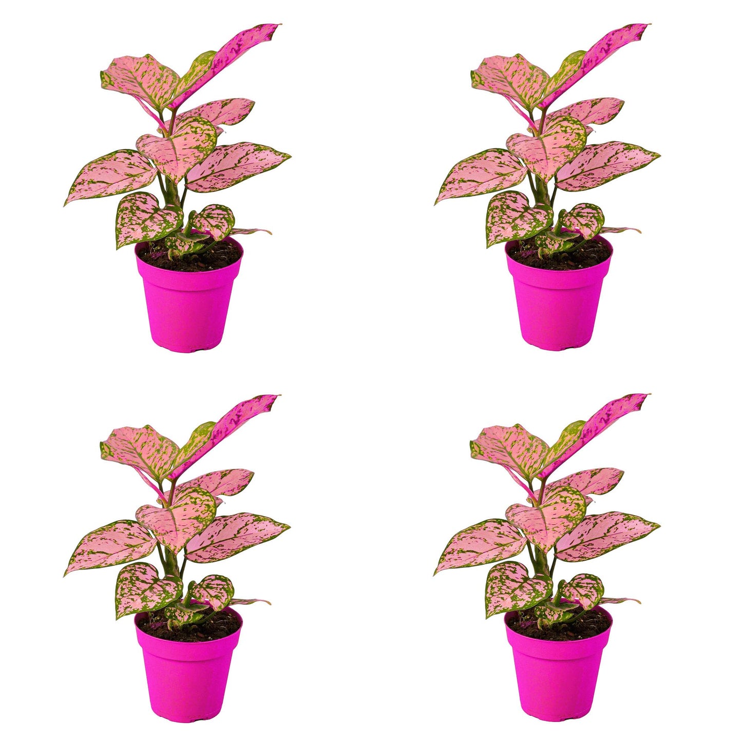 4 Pack Chinese Evergreen 'Lady Valentine' in 2in Pot - Live Plants Tropical Houseplants | Variegated | USA Growers | The Snobby Leaf