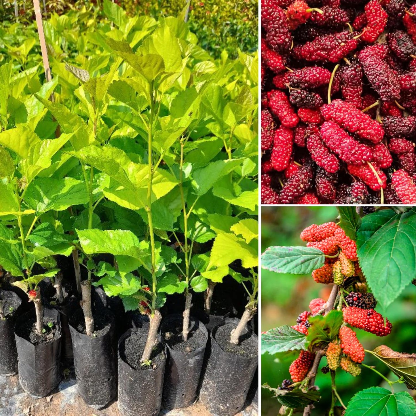 3-Pack Mulberry Plants Live for Planting, 5-9” Tall, Sweet Mulberries Trees Live (Red Mulberry)