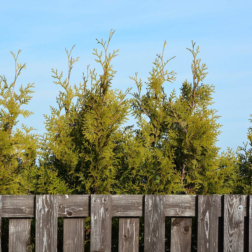 Perfect Plants Thuja Green Giant 2-3'