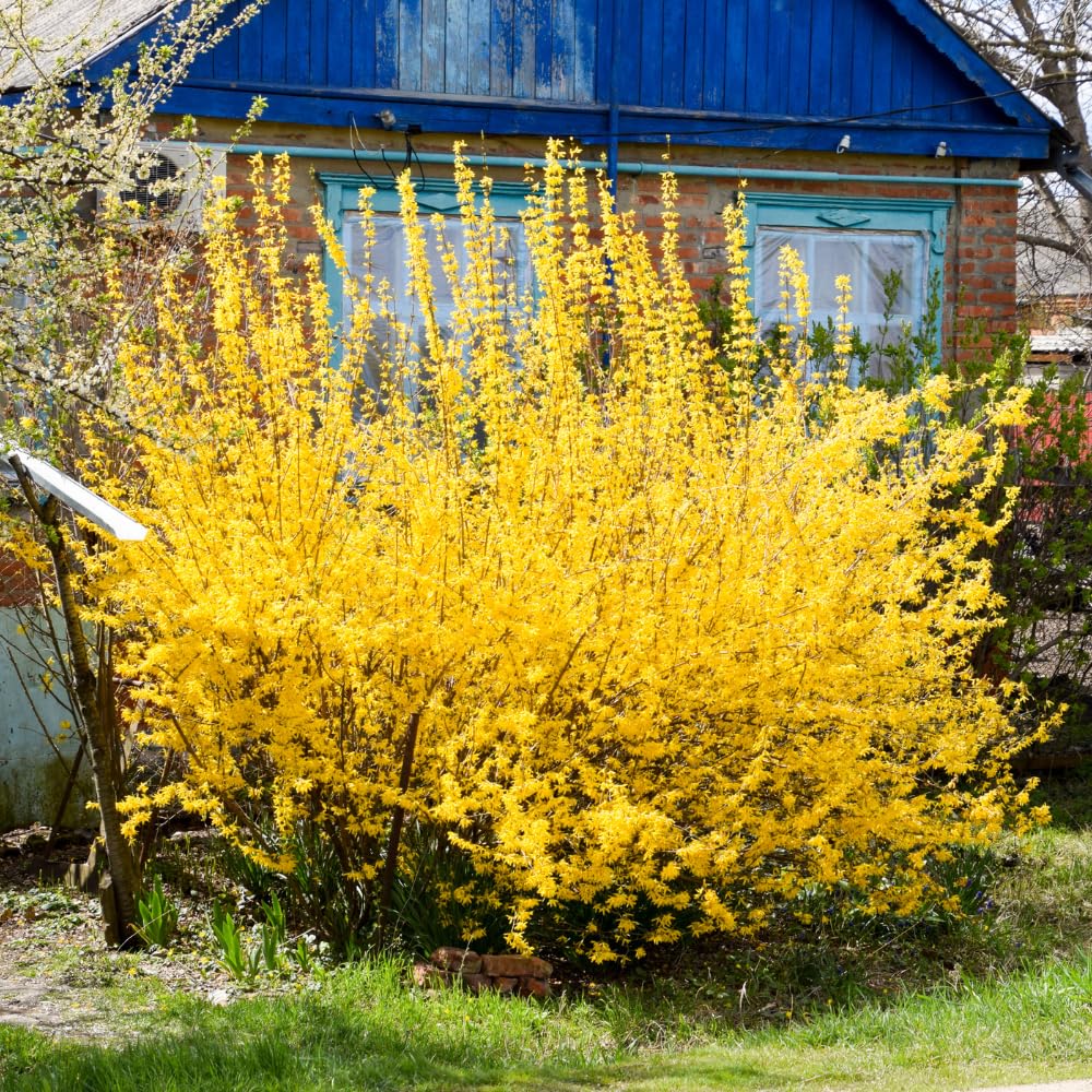 2 Forsythia Plant Live, 4 Inch Pot Lynwood Gold Forsythia Bush, Hardy, Low Maintenance, Bell Yellow Flowering Shrub, Ideal for Garden Décor & Outdoor Spaces