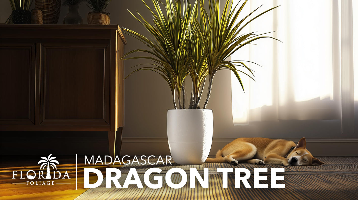 Madagascar Dragon Tree | 1 Extra Large Trade 3 Gallon Plant | Dracaena Marginata | Indoor Air Purifier, Low Maintenance, Tropical Foliage, Office and Home Decor, Easy Care, Live Houseplant