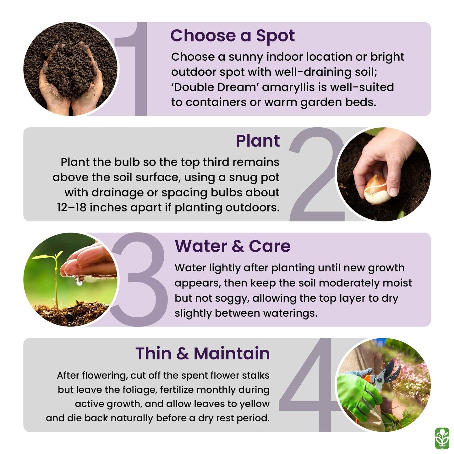 Double Pink Amaryllis Bulb – Large Bulb for Planting, 4-8 Blooms, 16–24" Tall – Elegant Indoor & Outdoor Plant – Ideal for Seasonal Decor – Low-Maintenance Amaryllis Bulb (Not in Wax)