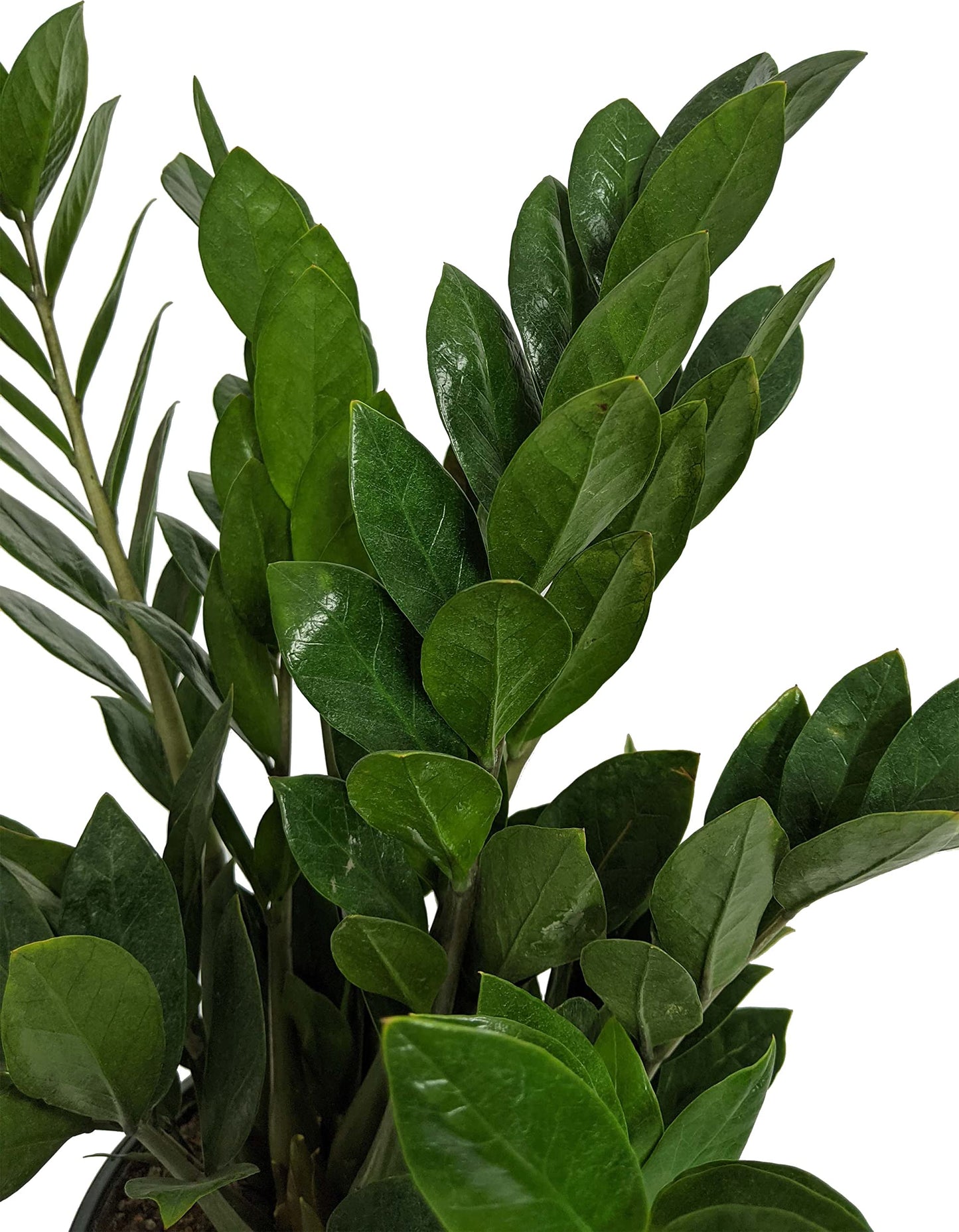 ZZ Plant (Zamioculcas zamiifolia), Live Indoor Houseplant, 6 Inch Nursery Pot
