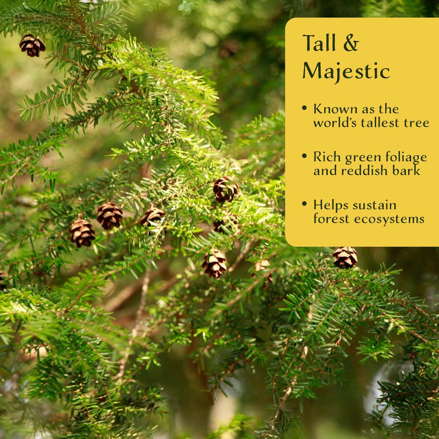 2 Coastal Redwoods (Sequoia sempervirens) – Tall Evergreen Conifer with Soft, Dense Needled Foliage | 2.5” Nursery Cubes, Ready-to-Plant Live Starter Plants