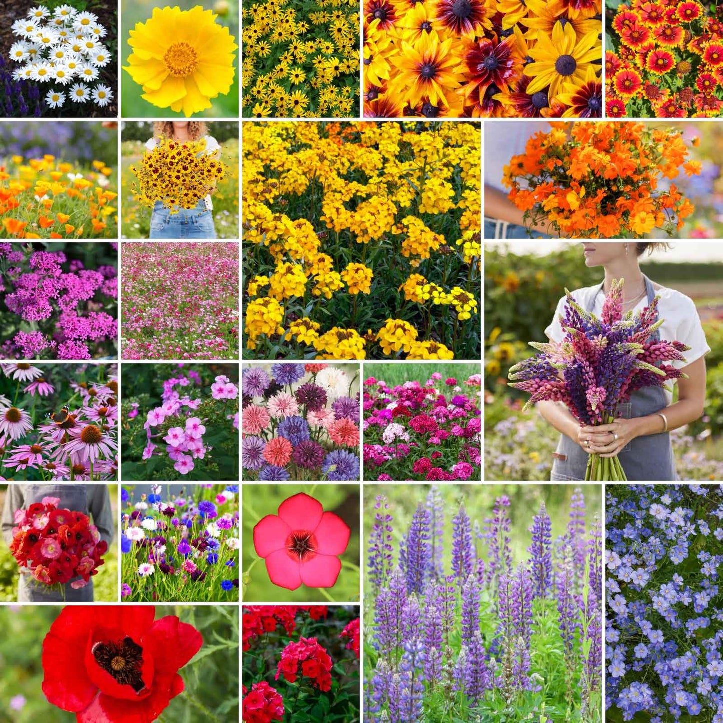Eden Brothers Northeast Wildflower Mixed Seeds for Planting, 1 lb, 480,000+ Seeds with Cosmos, Candytuft, Shasta Daisy | Attracts Pollinators, Plant in Spring or Fall, Zones 3, 4, 5, 6, 7, 8, 9, 10