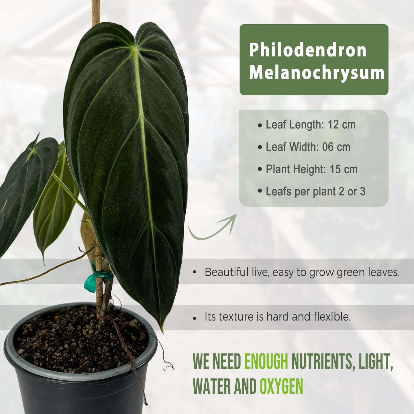 LEAL PLANTS ECUADOR Philodendron Melanochrysum|Exotic Indoor Houseplant for Living Room | Live Philodendron Plant |Beautiful Dark Melanochrysum for Home Decor