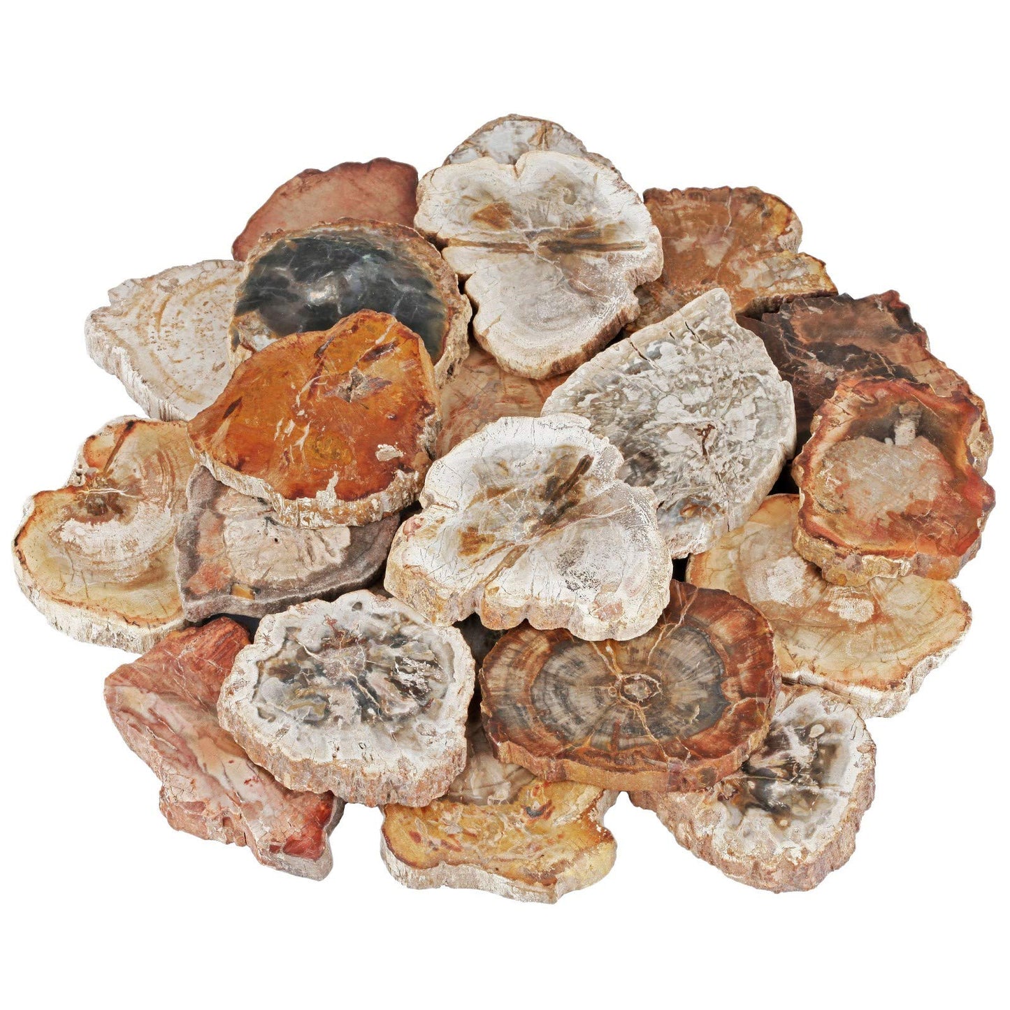 Rockcloud 1.5-3" Natural Irregular Petrified Wood Stones Chakra Healing Stone Specimen Pack of 5