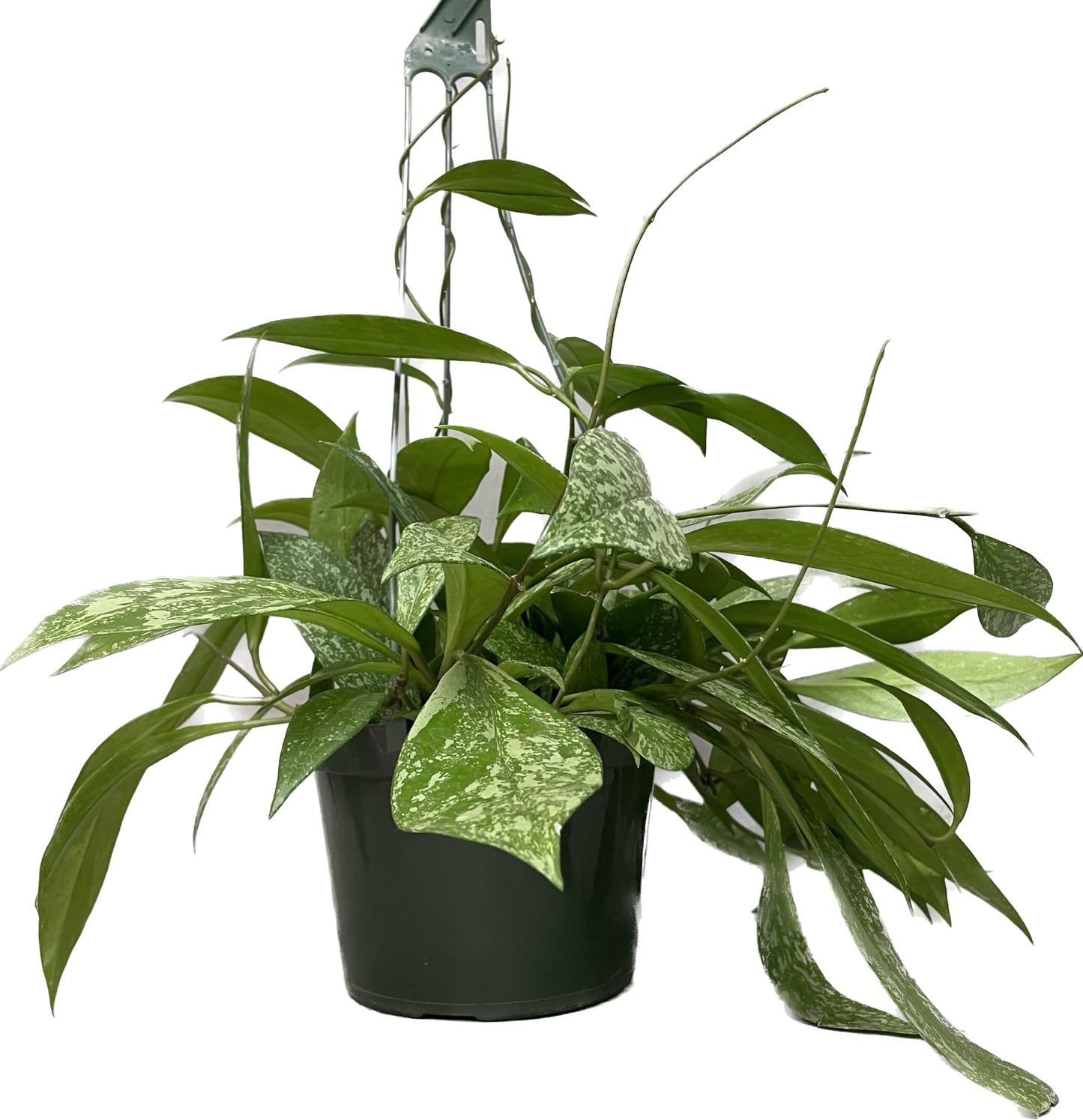 Hoya Publicalyx Splash Red Button - Air Purifying Features - Pet Friendly - Hoya Plants Live Houseplants - Wax Plant (3-4 Plants, 4" Pot)