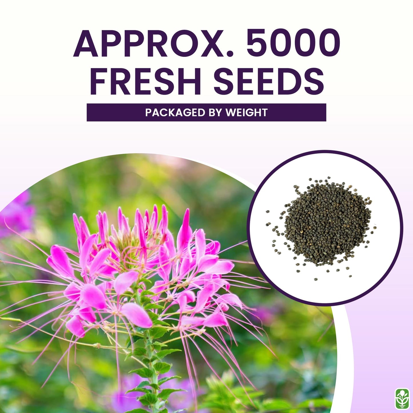Mixed Cleome - Spider Plants - Nectar Flower for Monarch Butterflies - Large Paclage - 5000 Seeds
