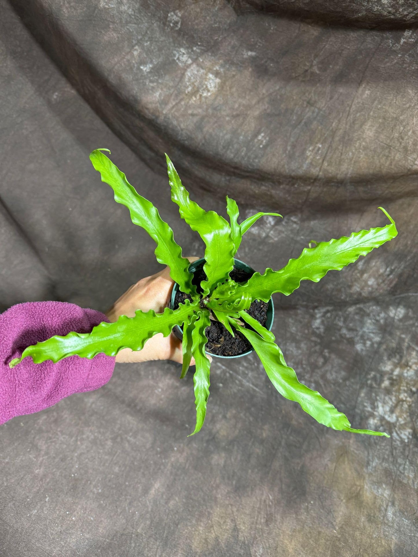 PLANTVERS Live Fern Plant in a 4" Nursey Pot | Low Maintenance Indoor Houseplant | Tropical Air Purifying Green Foliage for Home & Office Decor | Easy-Care Indoor Plant (Bird Nest Fern)