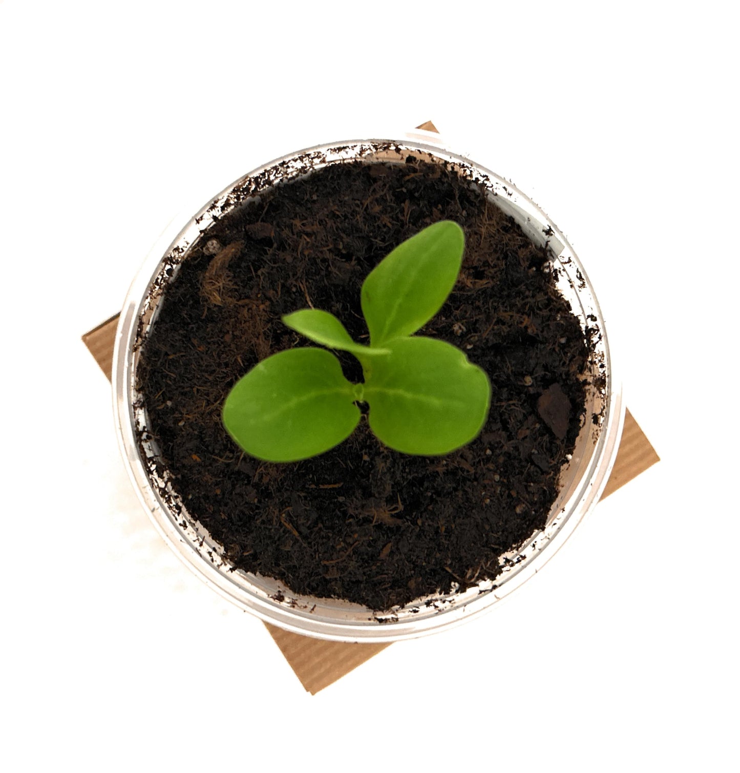 Seeds In A Cup: Plum Tree Grow Kit | Easy to use | Educational | Great Gift Idea | Help Planet | (Plastic Planter)