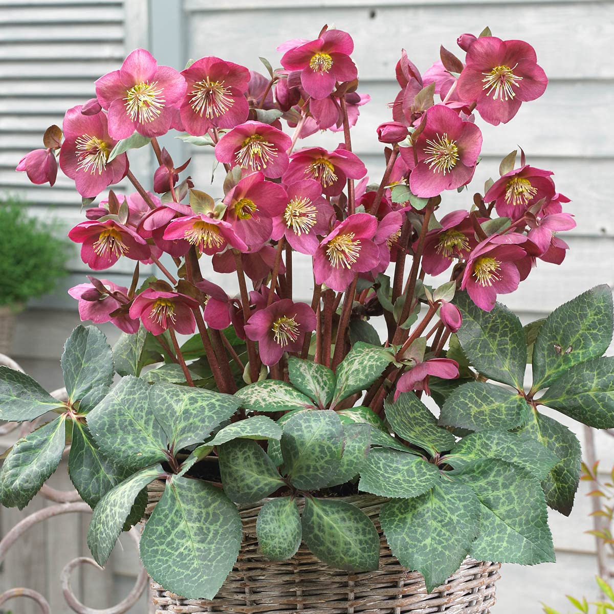 GARDENS ALIVE - Red Flowering Anna's Lenten Rose Hellebore Perennial Starter Plant, One Plant per Offer