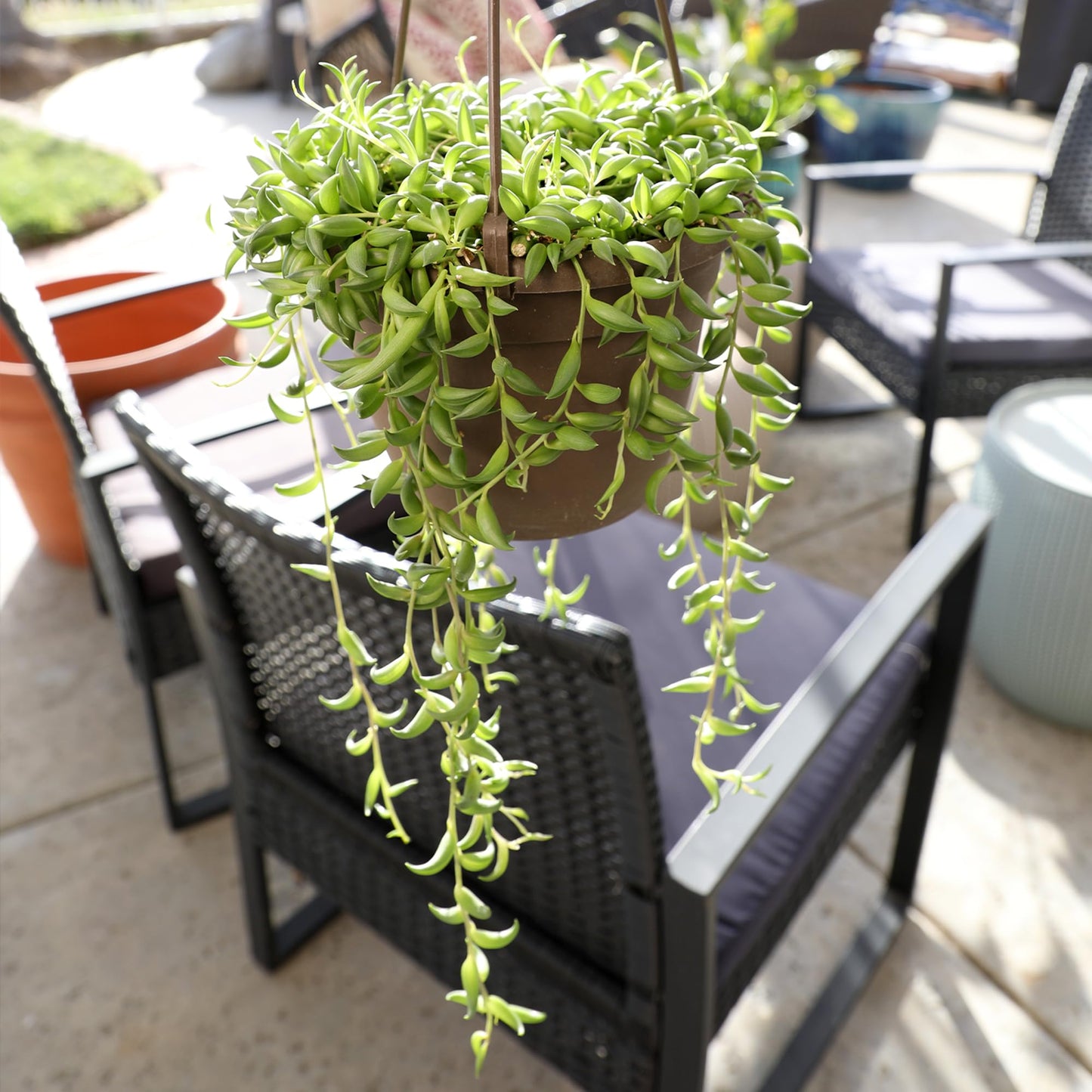 String of Bananas Succulent Plant Decor Hanging Basket, Real Succulents & Houseplants for Home or Office, Senecio Radicans, Unique House Plants