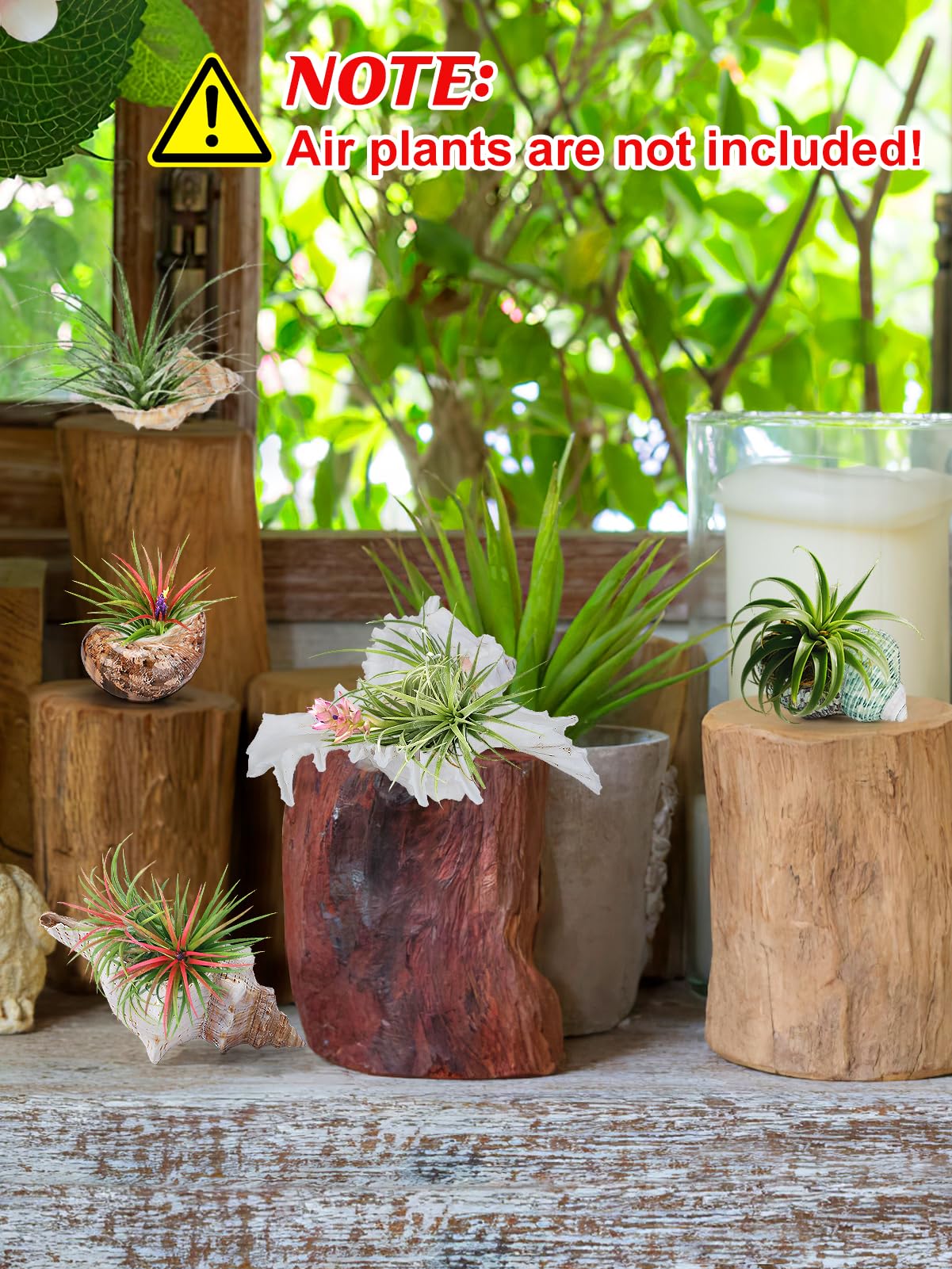 Biggun 5 Pack Conch Sea Shell Air Plant Holder-Natural Conch Plant Pots Holder in 5 Styles Decorative Tillandsias Succulent Display Container Table Centerpiece for Home Garden Beach Theme Party Favor
