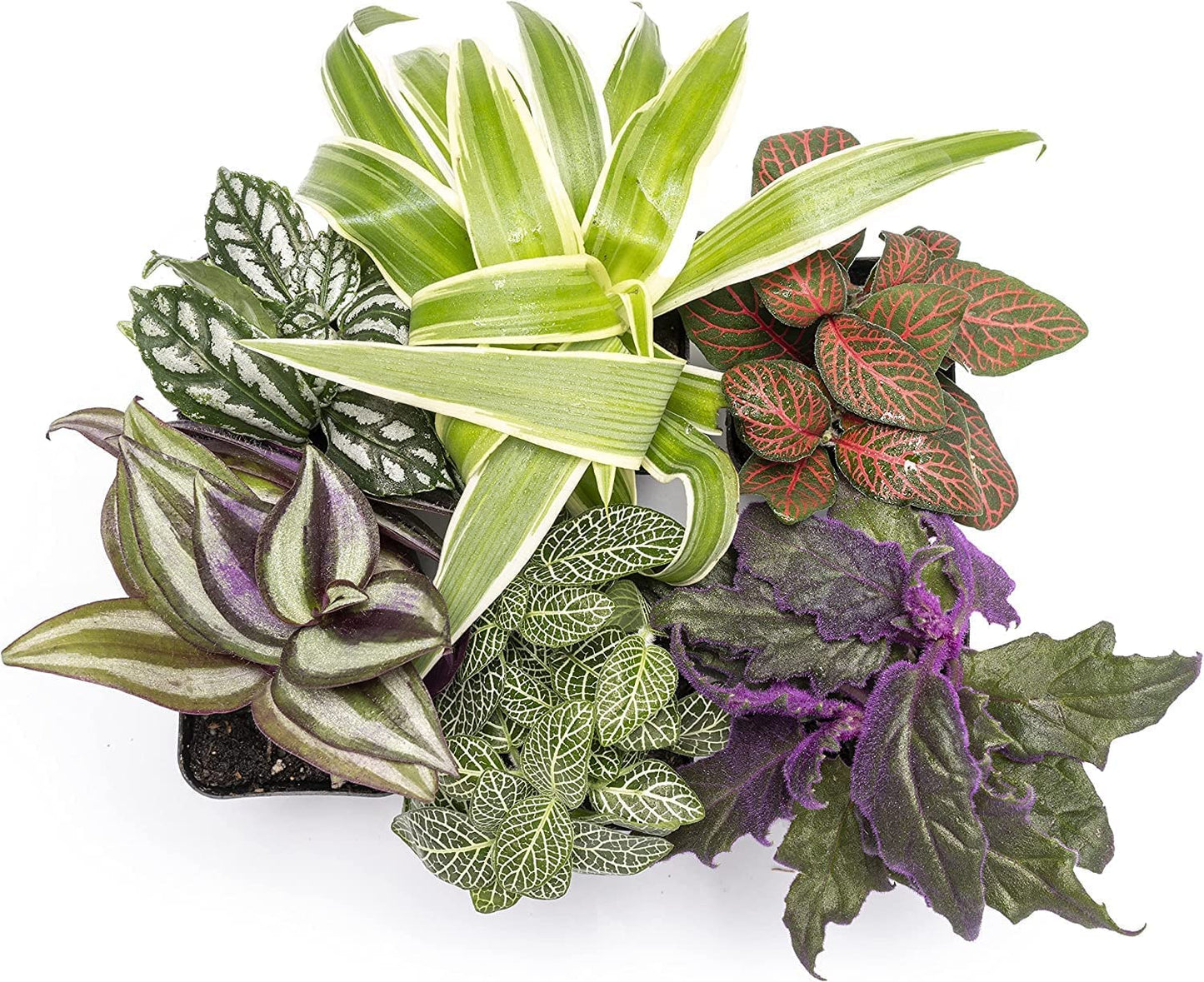 Altman Plants Live Houseplants (6PK), Indoor Plants for Delivery Prime, Live Plants and Gardening Gifts for Plant Lovers, Planters for Indoor Plants with Potting Soil, Live House Plants Indoors Live