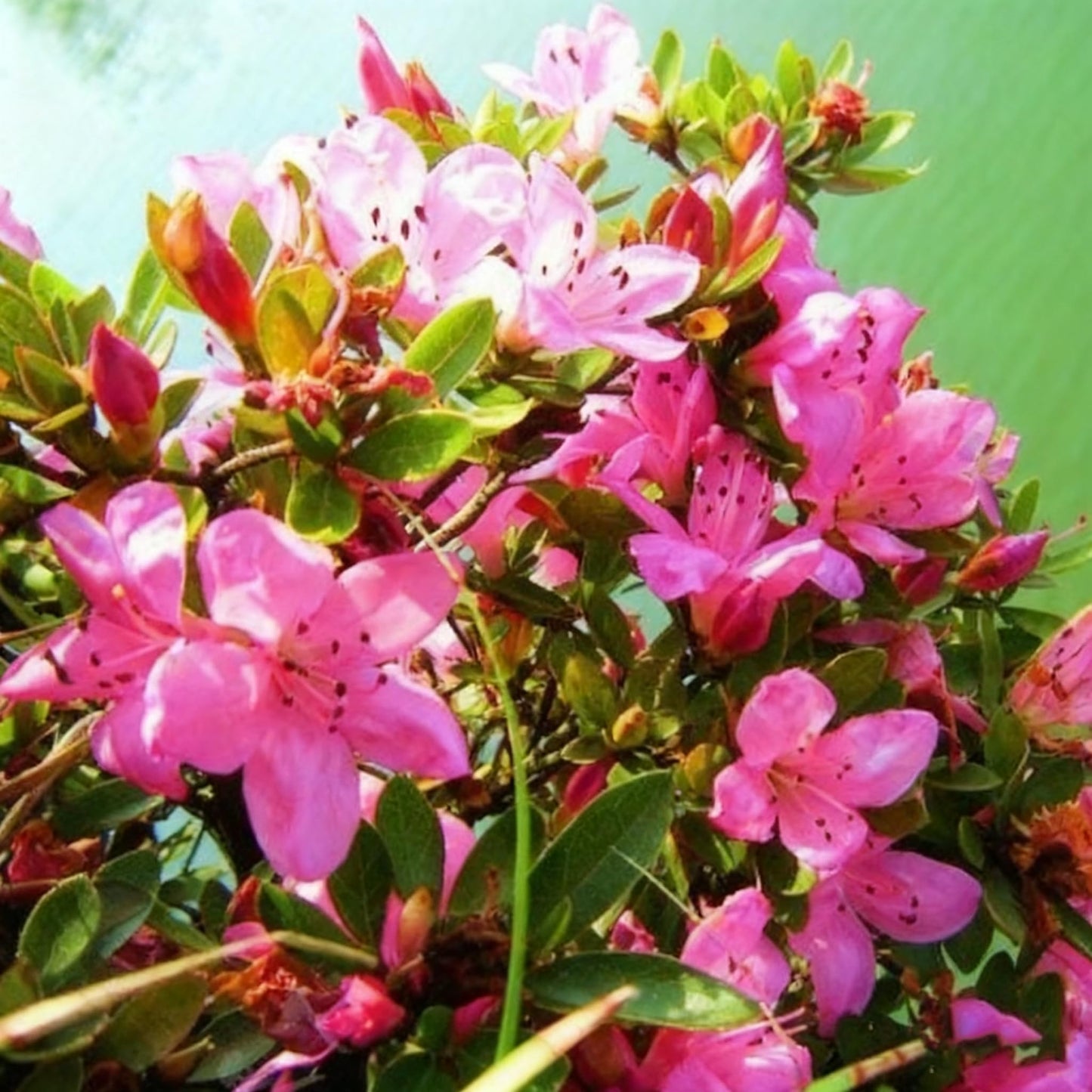 30 Azalea Seeds for Planting, Mixed Color Rhododendron Flower Seeds, Non-GMO Heirloom Azalea Seed for Home Garden Outdoor