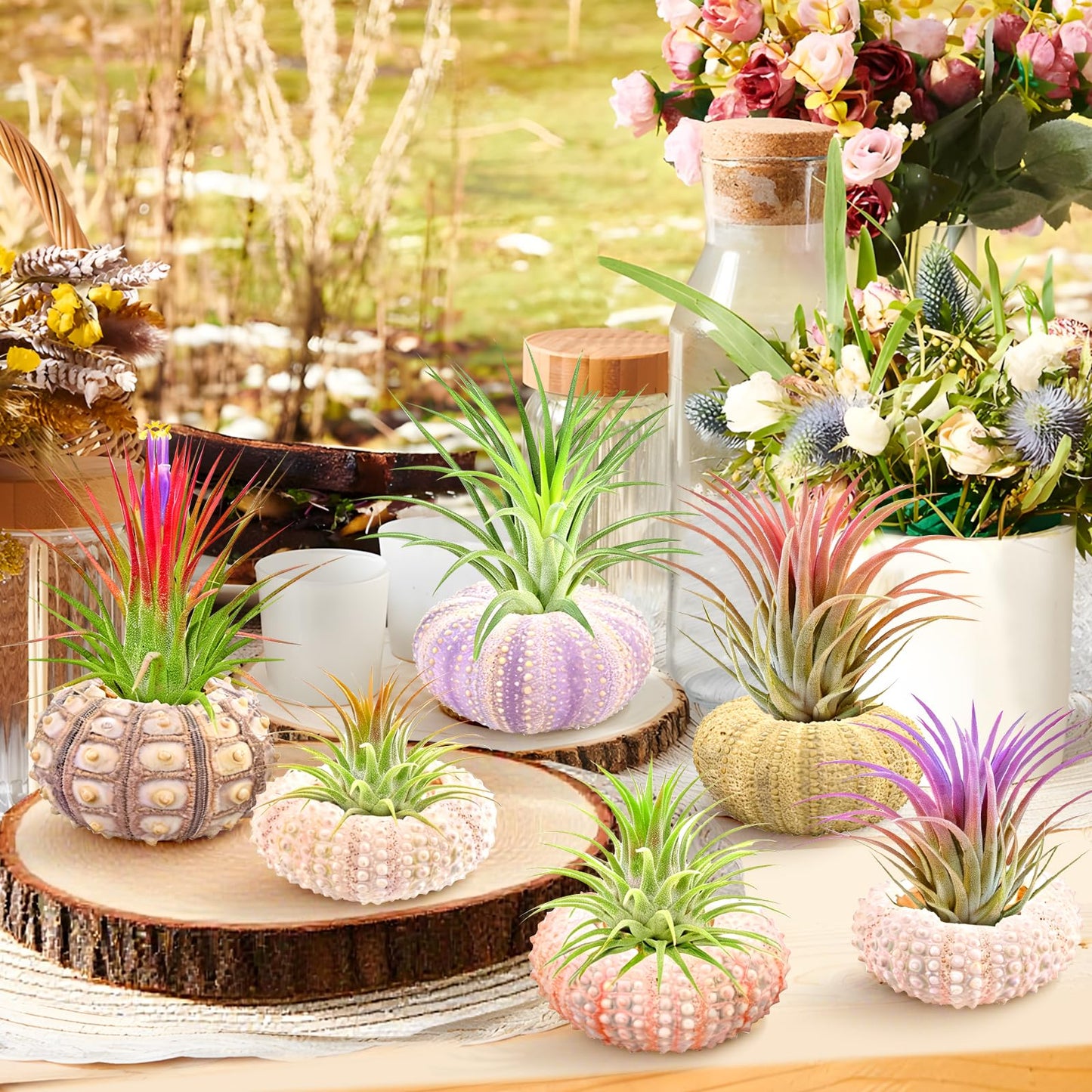 Woosytoo Hanging Air Plant Holders 6PCS – Mini Sea Urchin Shell Hanger Pots for Tillandsia & Succulent Display, Coastal Home & Garden Wall Decor, Indoor Outdoor Hanging Planter Set
