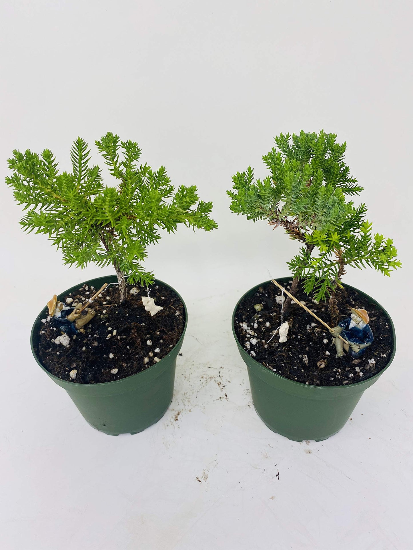 Jmbamboo - Two Tree Bonsai Juniper Garden 4'' Pot with Fishman