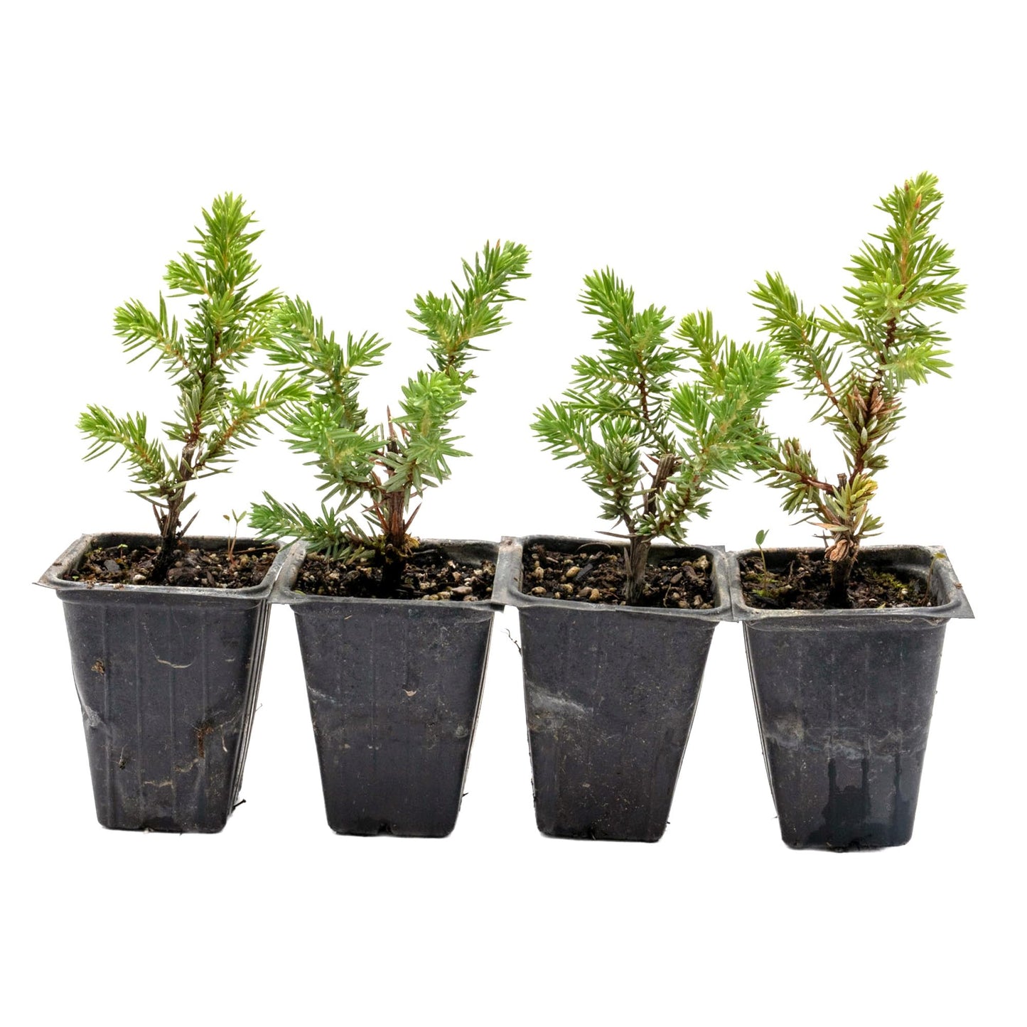 4 Blue Pacific Juniper in 3.5” Nursery Cubes (Juniperus conferta ‘Blue Pacific’) | Low-Growing Evergreen Groundcover for Slopes, Borders & Rock Gardens | Ready-to-Plant Live Starter Plants