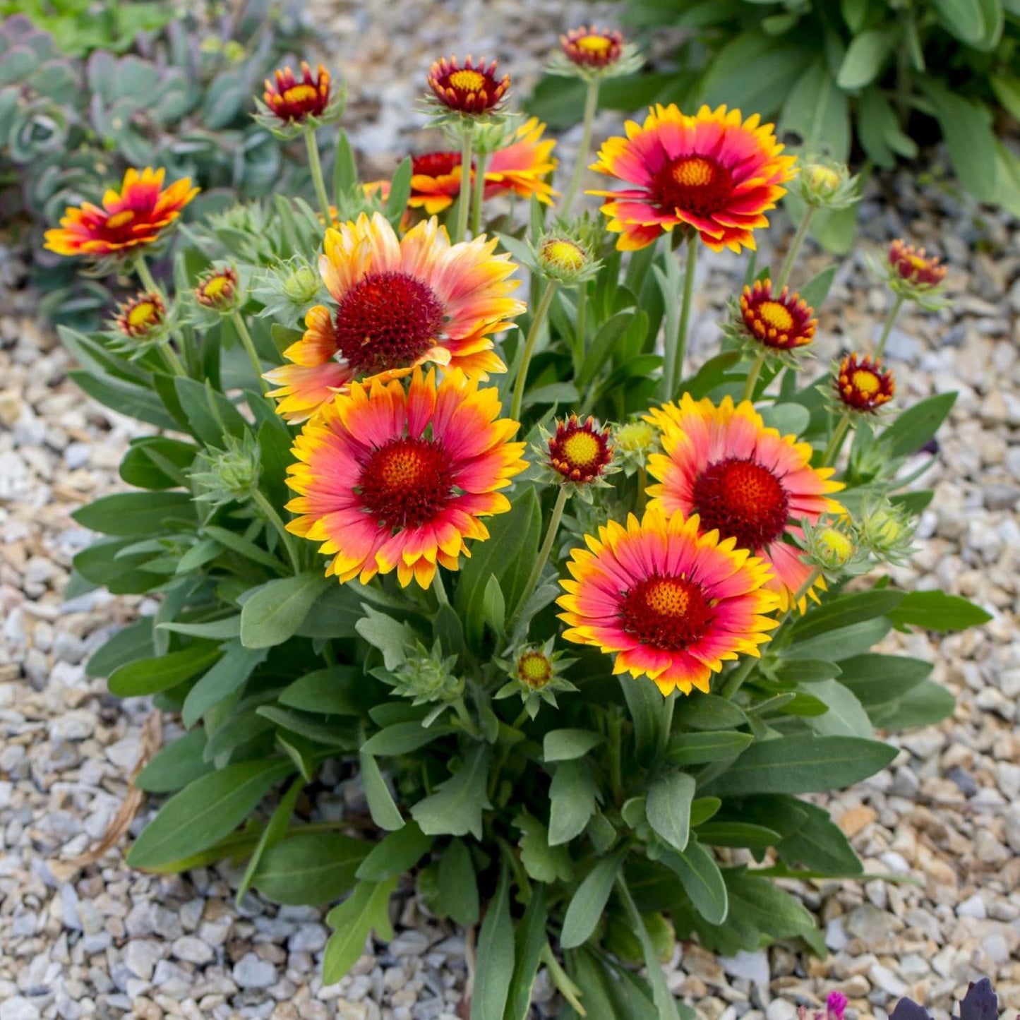 Easy to Grow Gaillardia Arizona Sun - 2 Potted Plants in Quart Grower Pots, Summer to Fall Flowers Full Sun