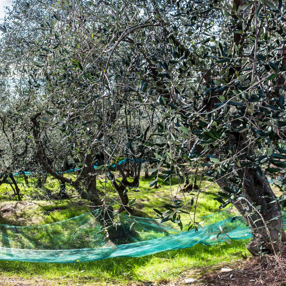 Arbequina Live Olive Tree Plant (2.5–3 Ft Tall), High-Yield, Compact, Drought-Tolerant Olive Tree for Planting Outdoor, No Ship to CA,HI,AK