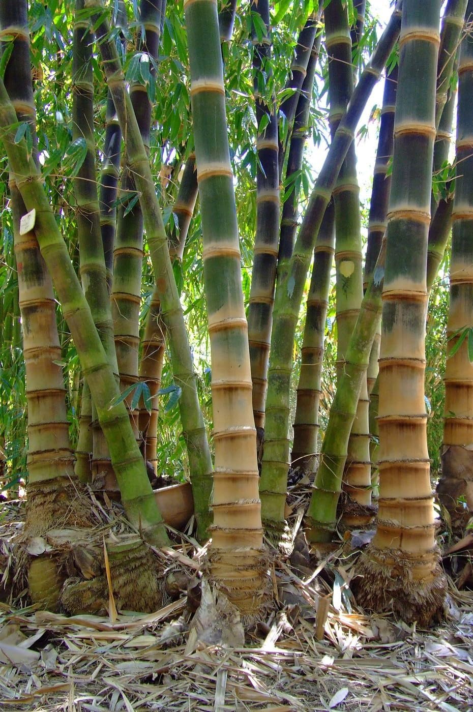 Black Bamboo | Dendrocalamus Asper Hitam | 1 Live Gallon Size Plant | Exotic Tropical Decor | Fast Growing Privacy Screen | Unique & Hardy