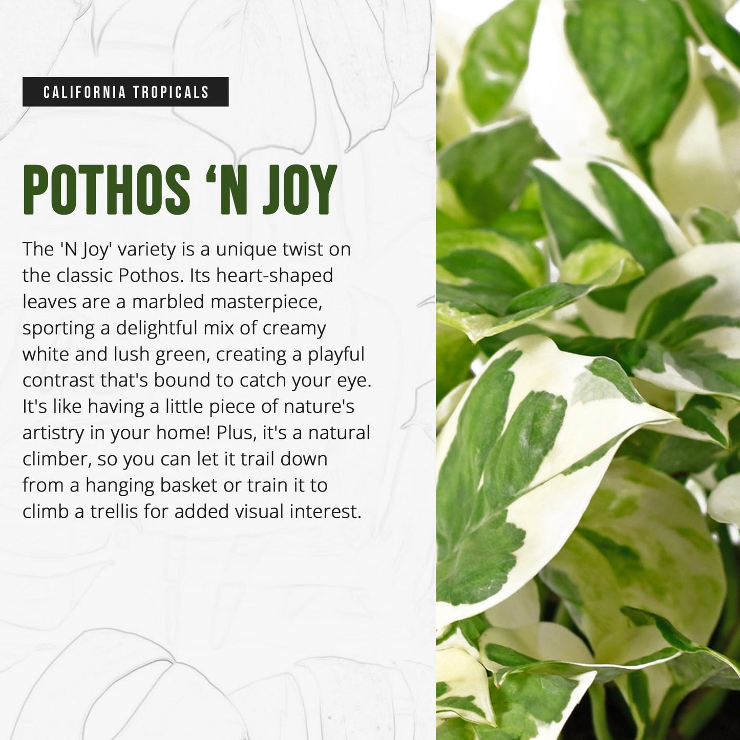 California Tropicals Pothos 'N Joy - 4" Live Plant - Variegated White and Green Leaves - Easy to Care for - Perfect for Home Decor, Gifts, and Office -